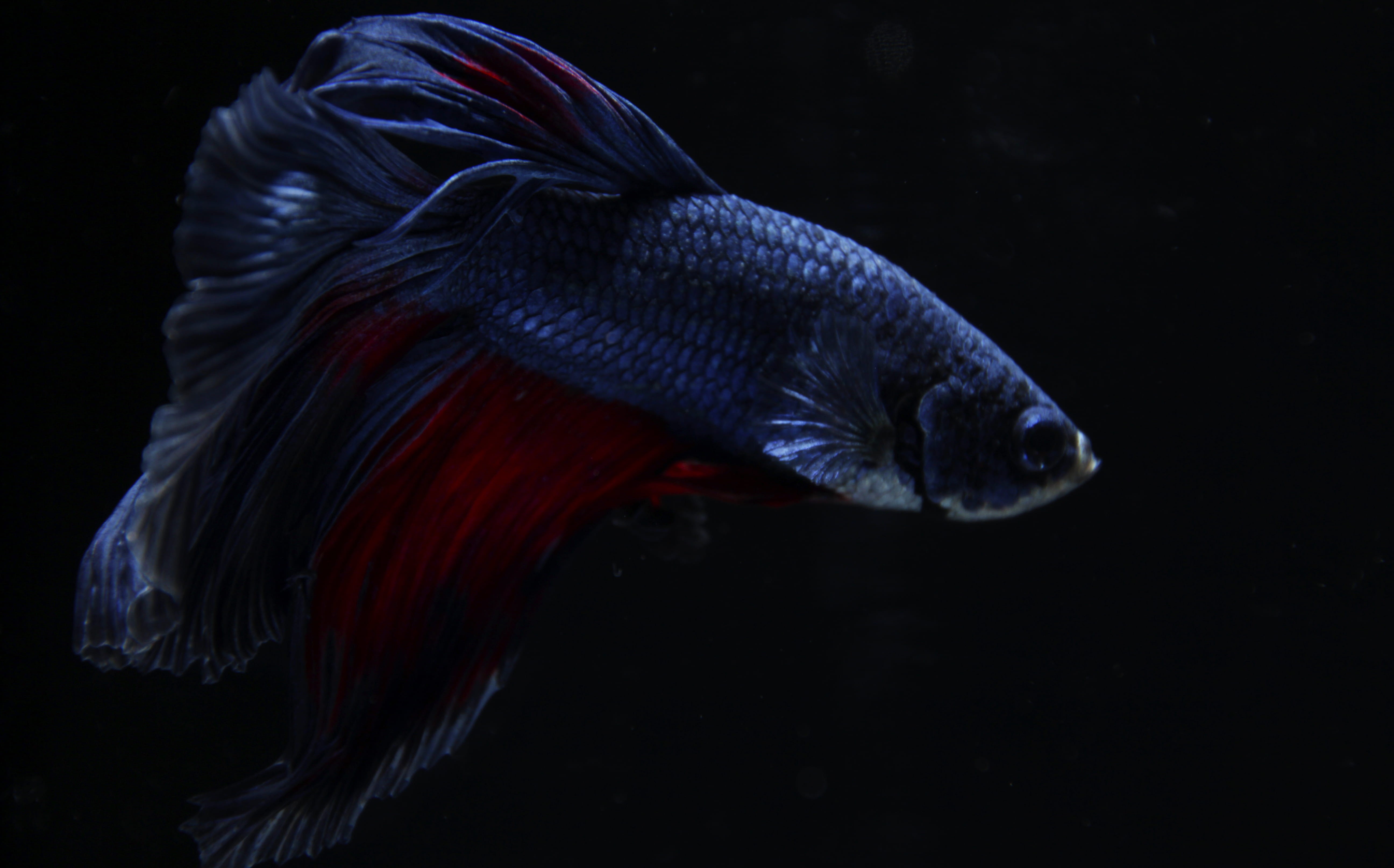 marine, underwater, water, 5K, one animal, animal, motion, betta, black, animal themes, no people, fish, sea, swimming, undersea, nature, red, HD Wallpaper