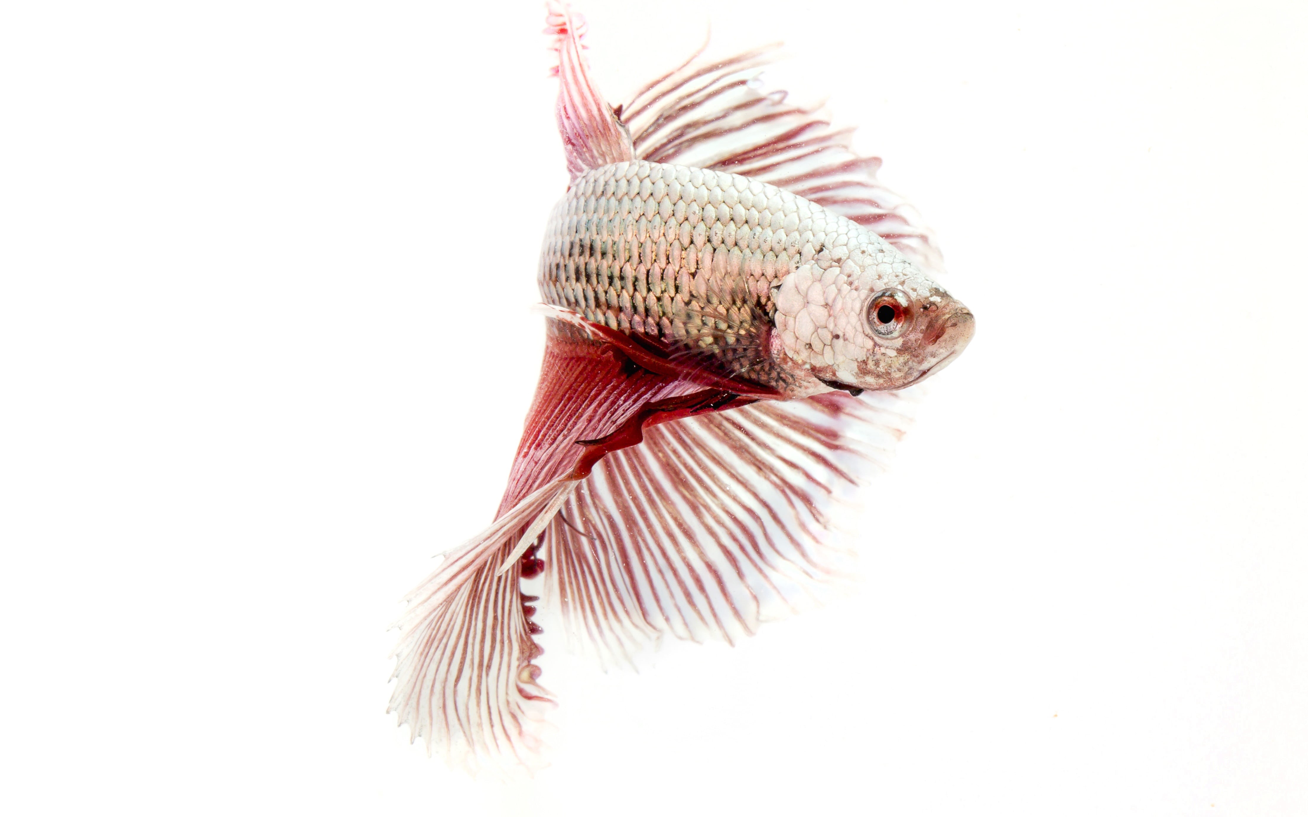 animal themes, sea life, animals in the wild, red, white background, close-up, indoors, photography, vertebrate, bird, underwater, studio shot, betta, copy space, HD Wallpaper