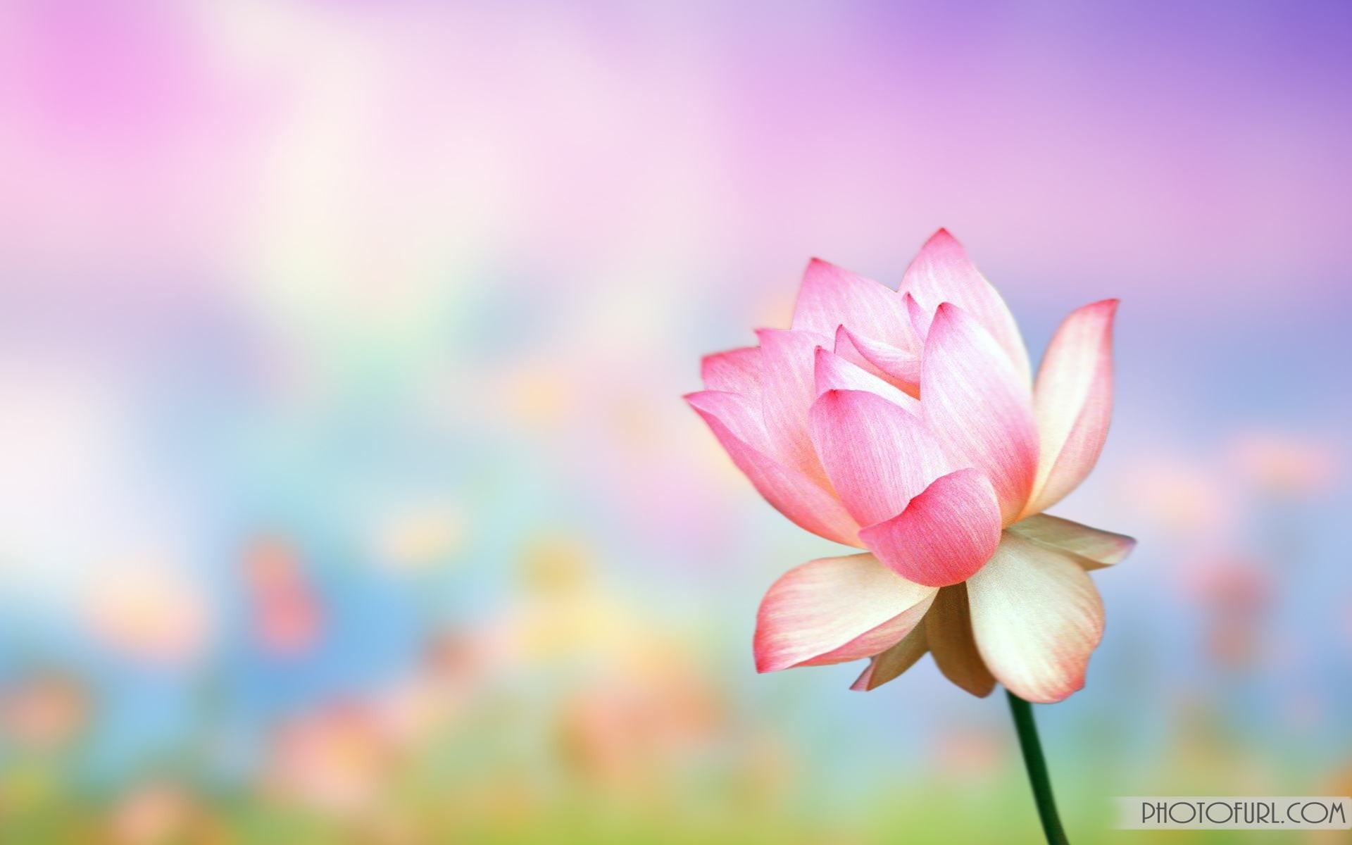 beauty in nature, macro, vulnerability, flowers, yellow, plants, flower head, selective focus, pink, copy space, pink color, focus on foreground, lotus water lily, HD Wallpaper