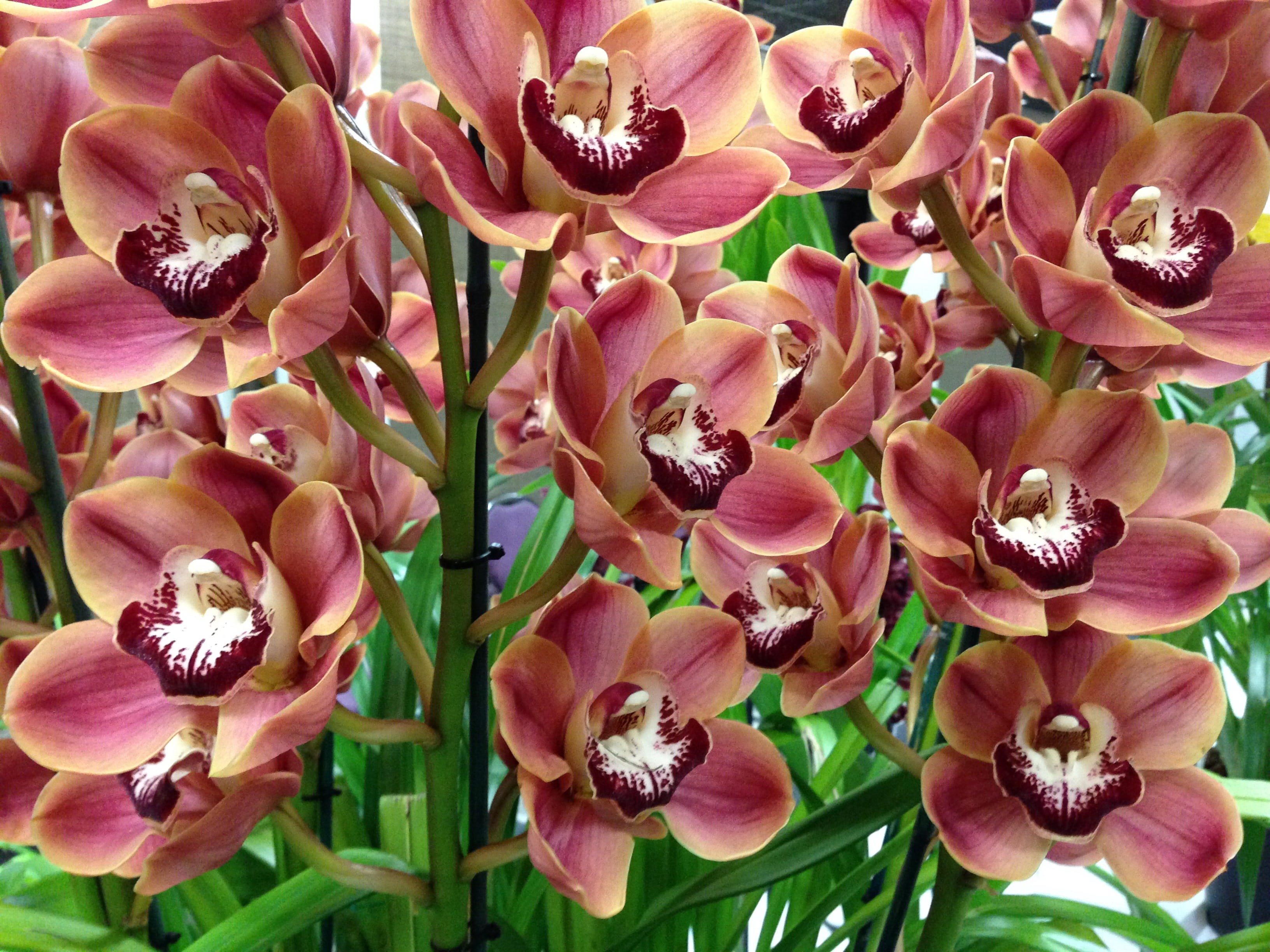 brown, pink, inflorescence, macro, pollen, Orchidaceae, abundance, multi Colored, maroon, bouquet, close-up, springtime, bunch of flowers, flower Head, HD Wallpaper