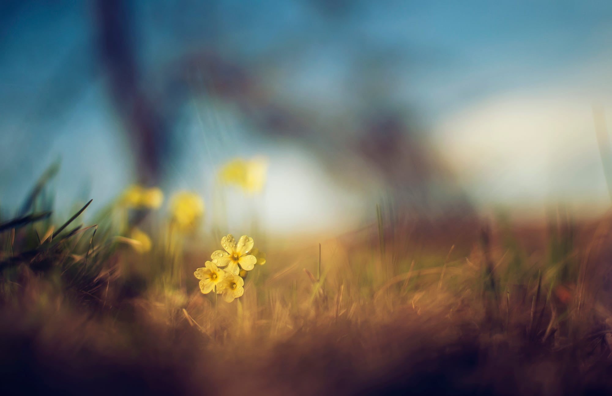 macro, land, 1080P, freshness, beauty in nature, yellow flowers, grass, vulnerability, close-up, plant, day, outdoors, selective focus, growth, sunlight, HD Wallpaper