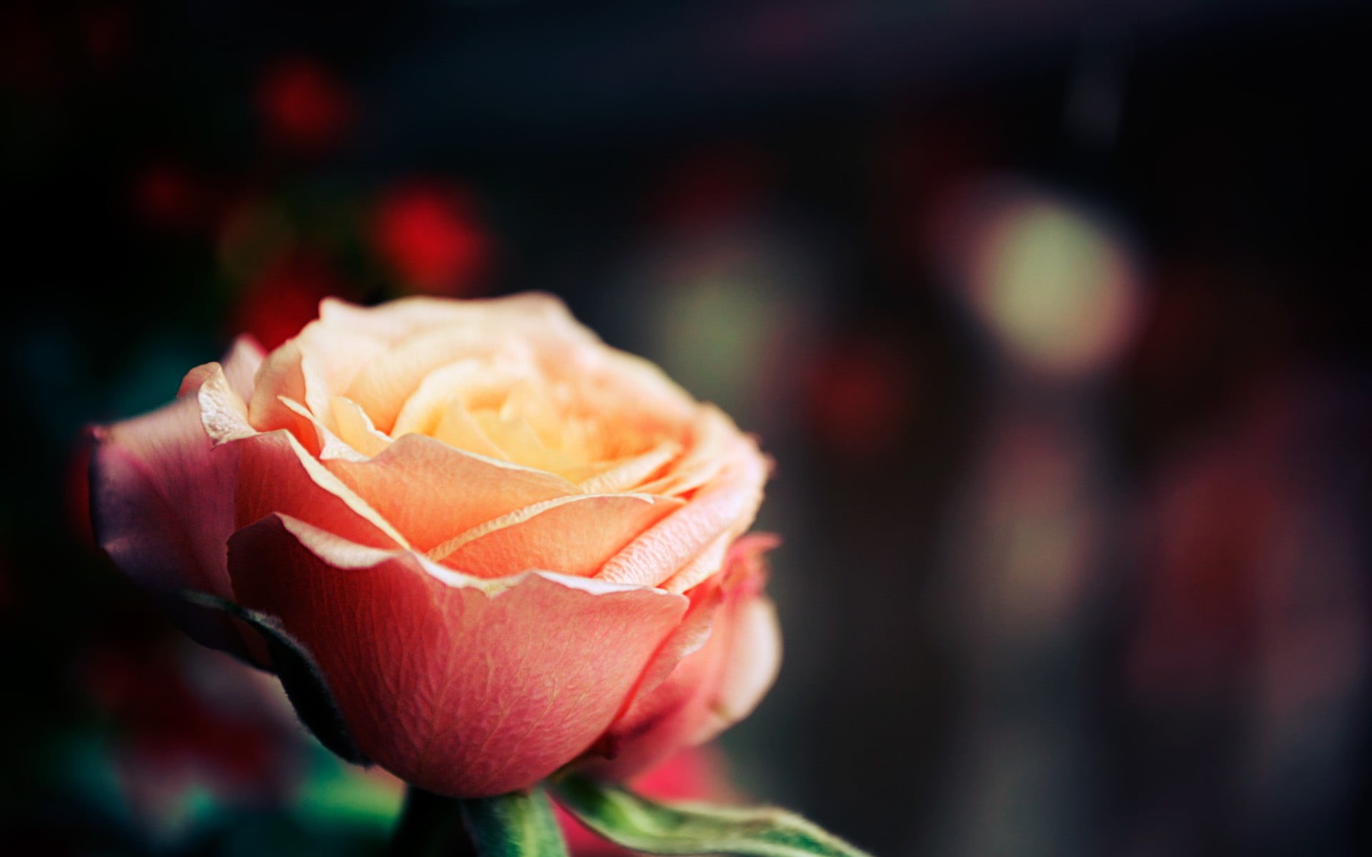 flower, flower head, no people, freshness, rose, inflorescence, vulnerability, day, pink, nature, flowering plant, plants, depth of field, fragility, 1080P, HD Wallpaper