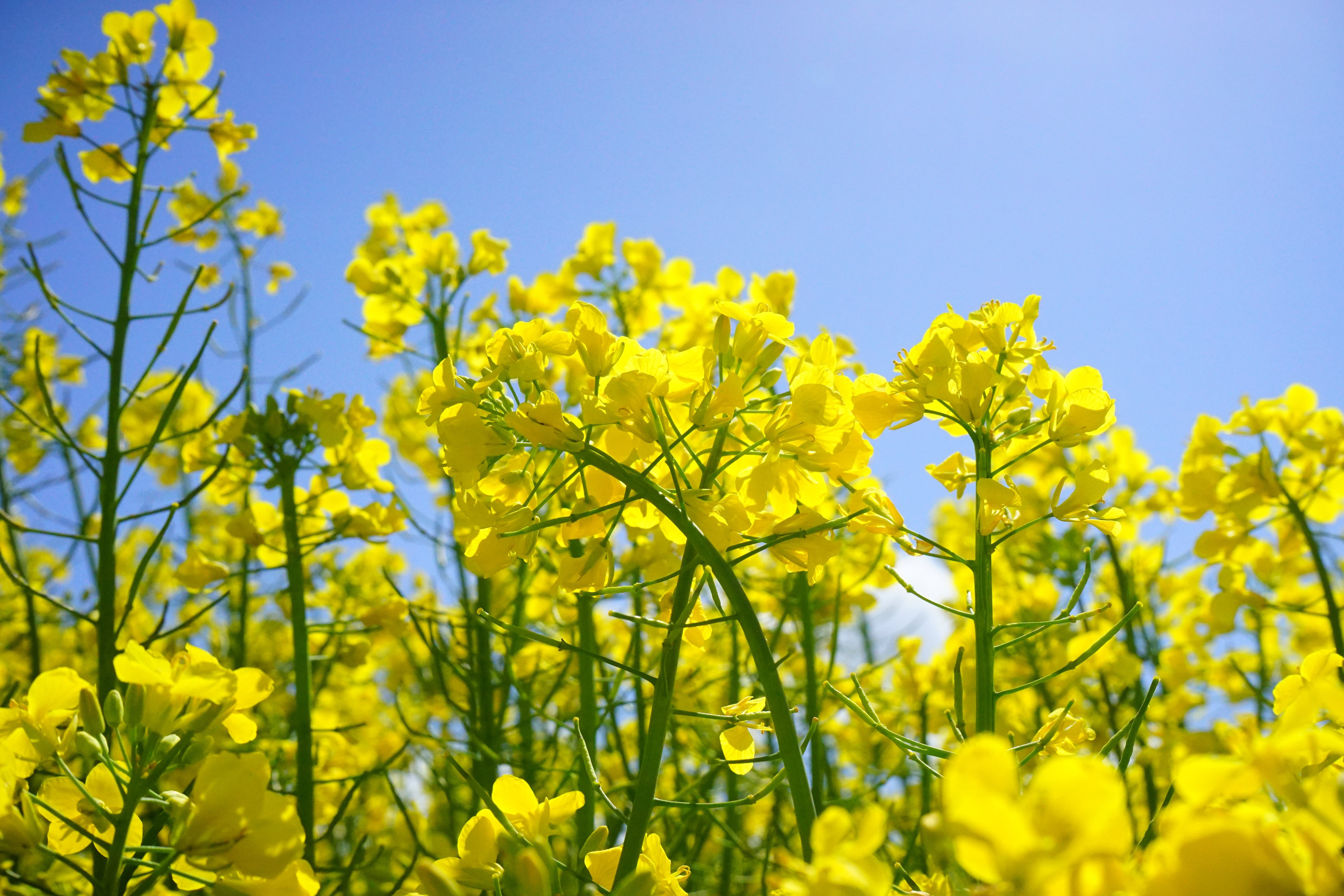 day, mustard plant, land, spring, freshness, outdoors, yellow, sky, field of flowers, blue, vulnerability, rape blossoms, flower, crops, agriculture, fragility, HD Wallpaper