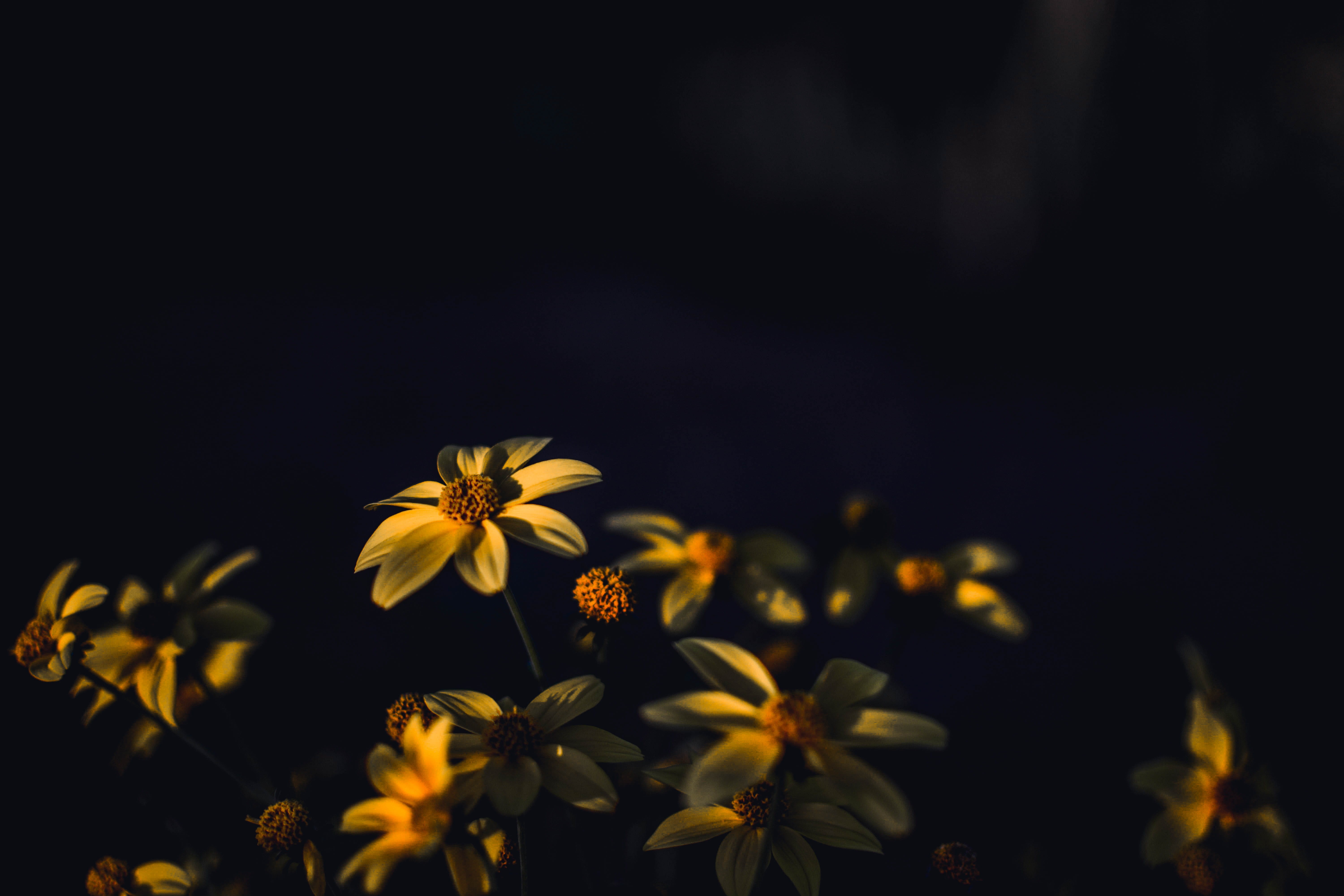 close-up, 5K, daisies, daisy, flower, fragility, yellow flowers, blur, beauty in nature, growth, petals, flower, selective, black background, HD Wallpaper