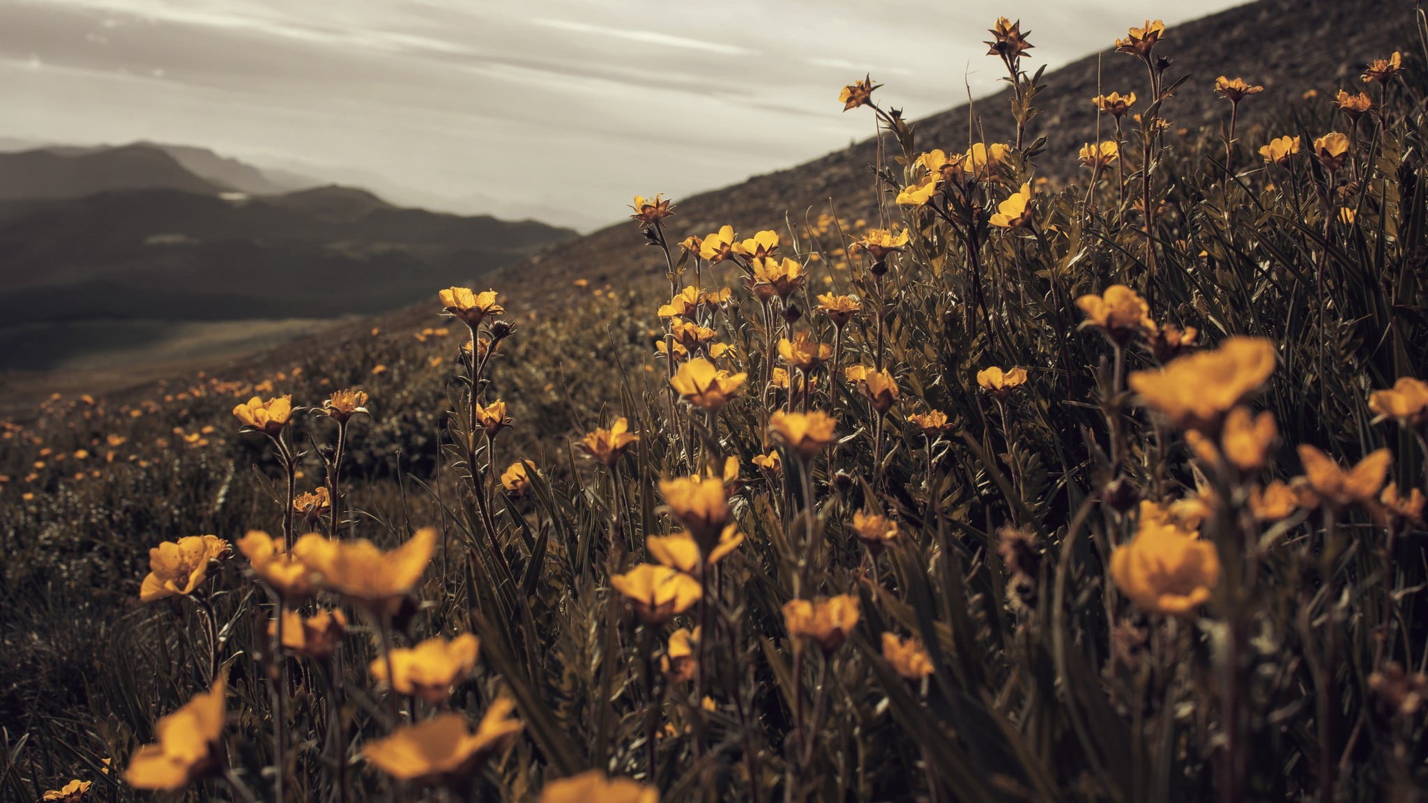 sunlight, landscape, sun, land, poppy, plant, vulnerability, rural Scene, freshness, flowering plant, tranquility, hill, yellow flowers, no people, focus, HD Wallpaper