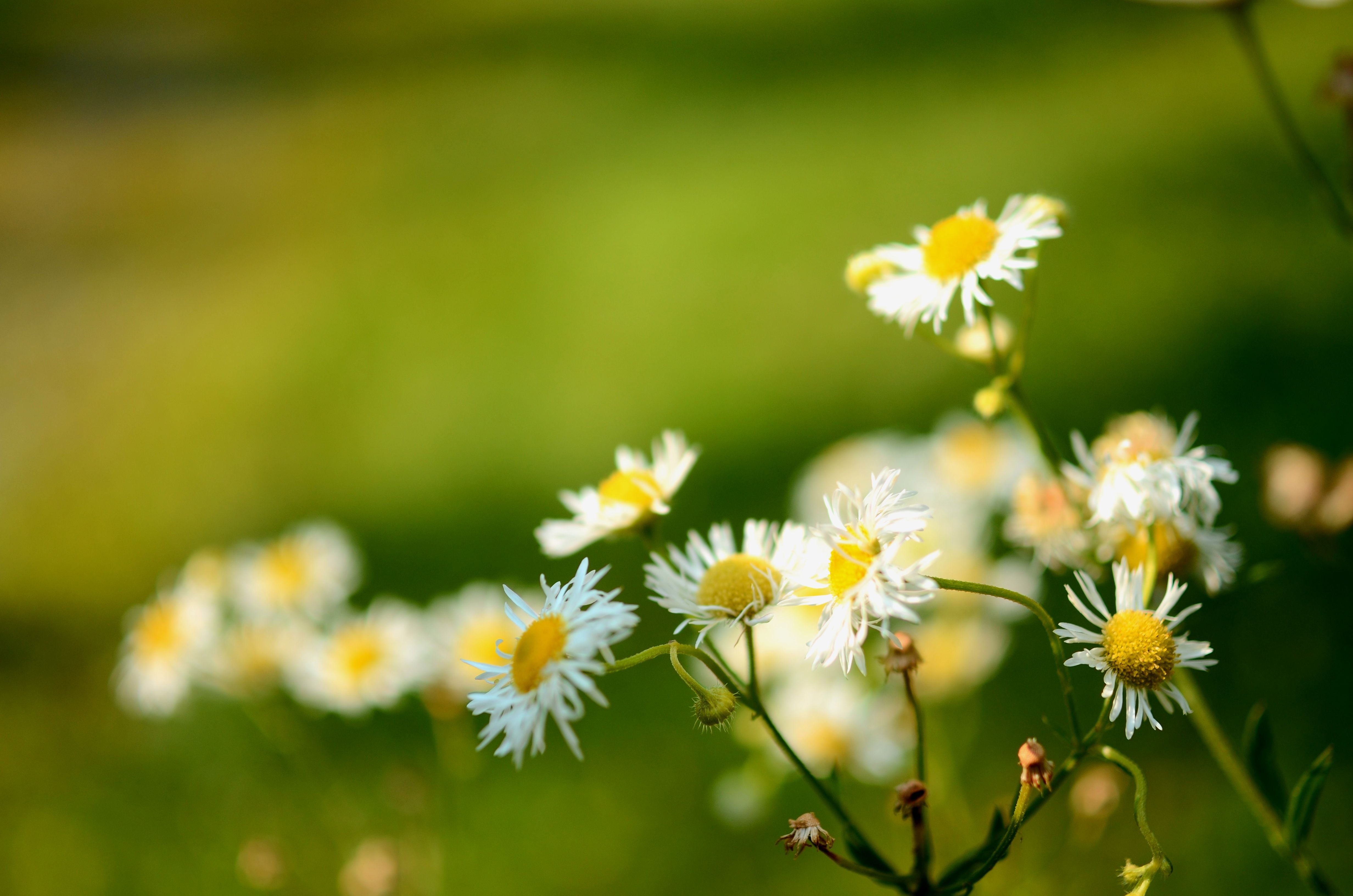 green Color, meadow, flower, springtime, yellow, 4K, outdoors, d7000, plant, nature, summer, daisy, flowers, white, close-up, photo, white daisy, grass, HD Wallpaper