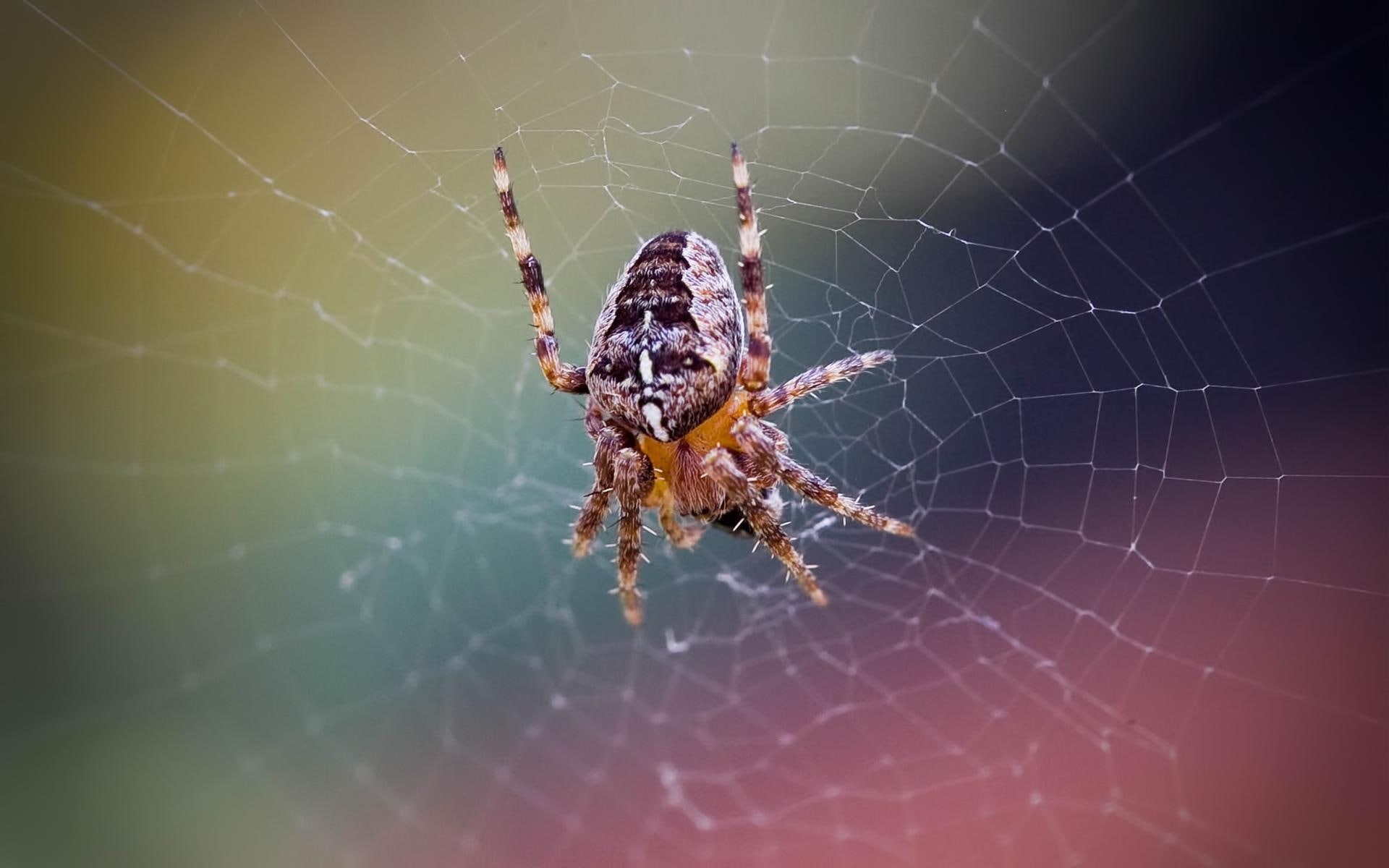 yellow, halloween, web, ginger, animals, spider, spider web, orange, nature, 1080P, insect, HD Wallpaper
