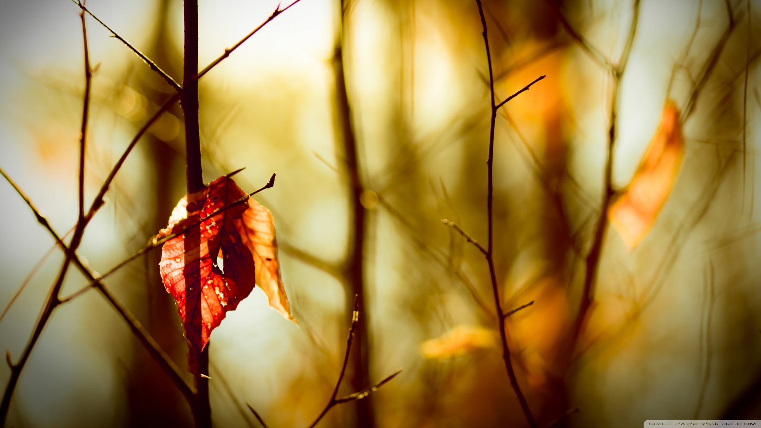 selective focus, leaf, bokeh, spider, plants, sunlight, autumn, dry, natural condition, black, animals in the wild, tranquility, plant stem, close-up, web, HD Wallpaper