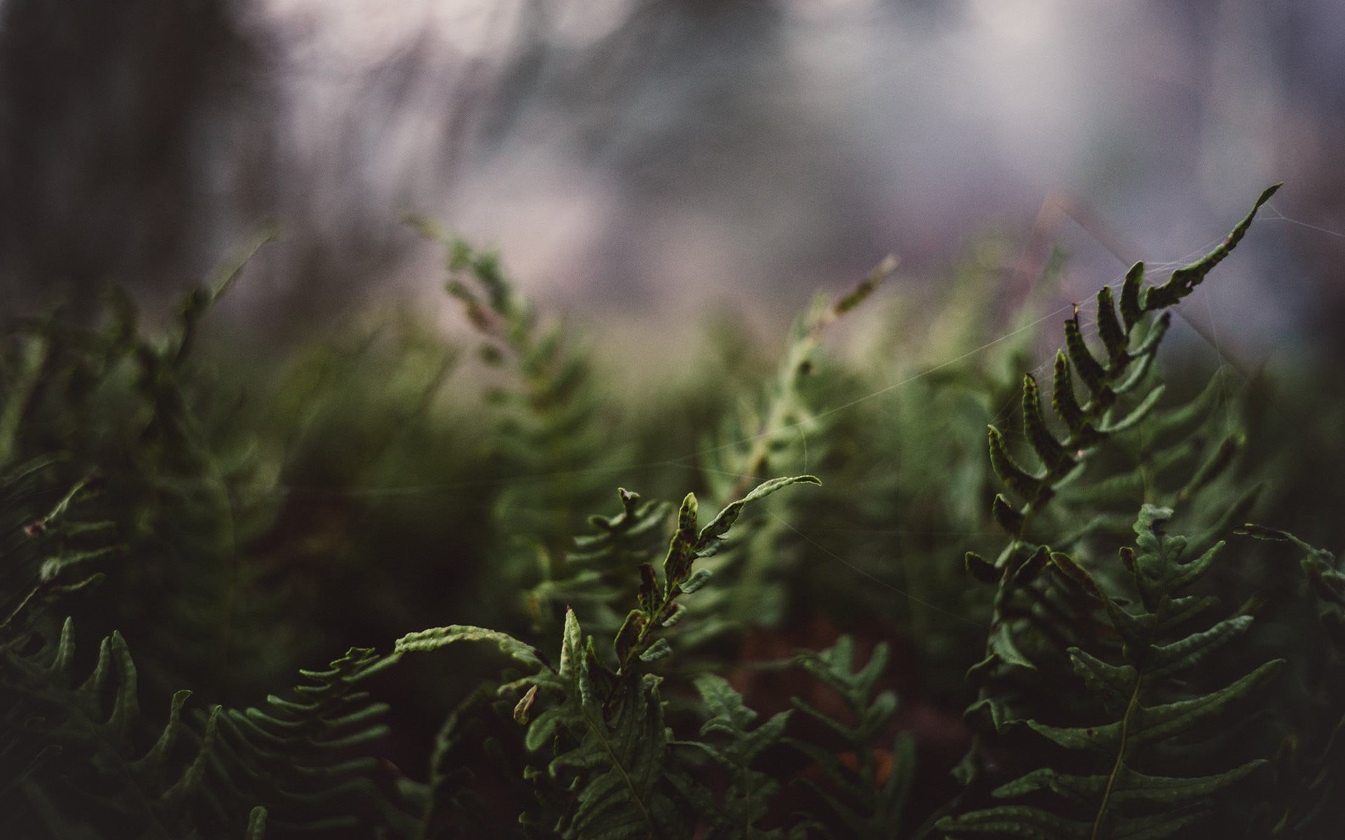 ferns, green, coniferous tree, plant, pine tree, plants, field, 1080P, green color, fir tree, growth, close-up, plant part, beauty in nature, selective focus, HD Wallpaper