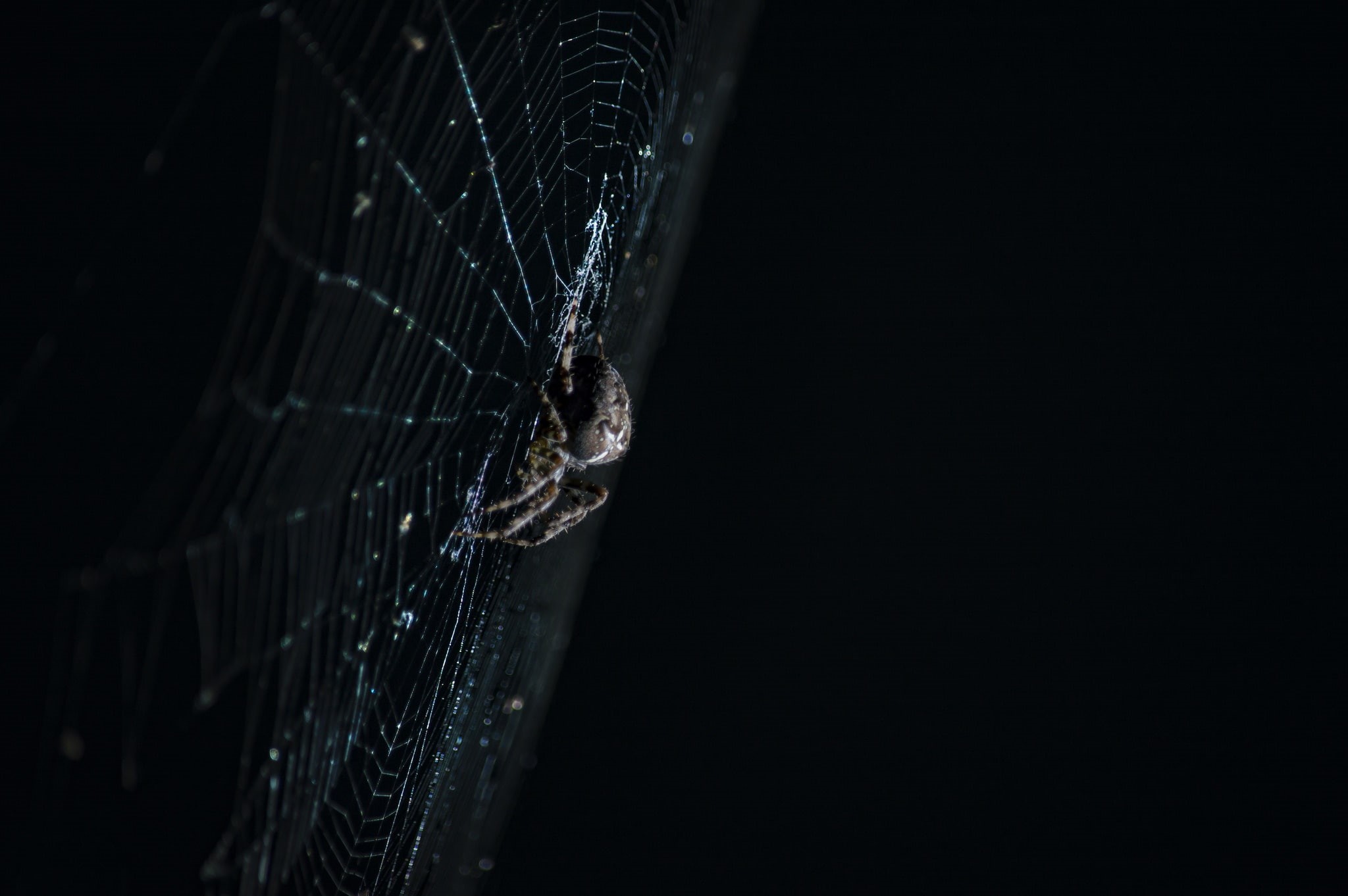 macro, web, 1080P, spider, HD Wallpaper