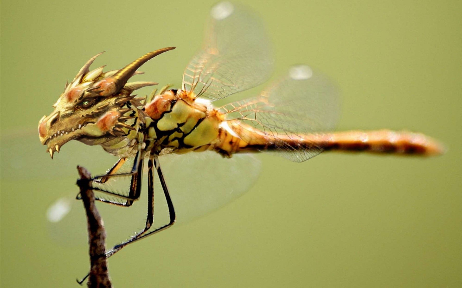 black, focus on foreground, animals in the wild, nature, spider, web, colored background, one animal, animal leg, dragonflies, digital art, green background, HD Wallpaper