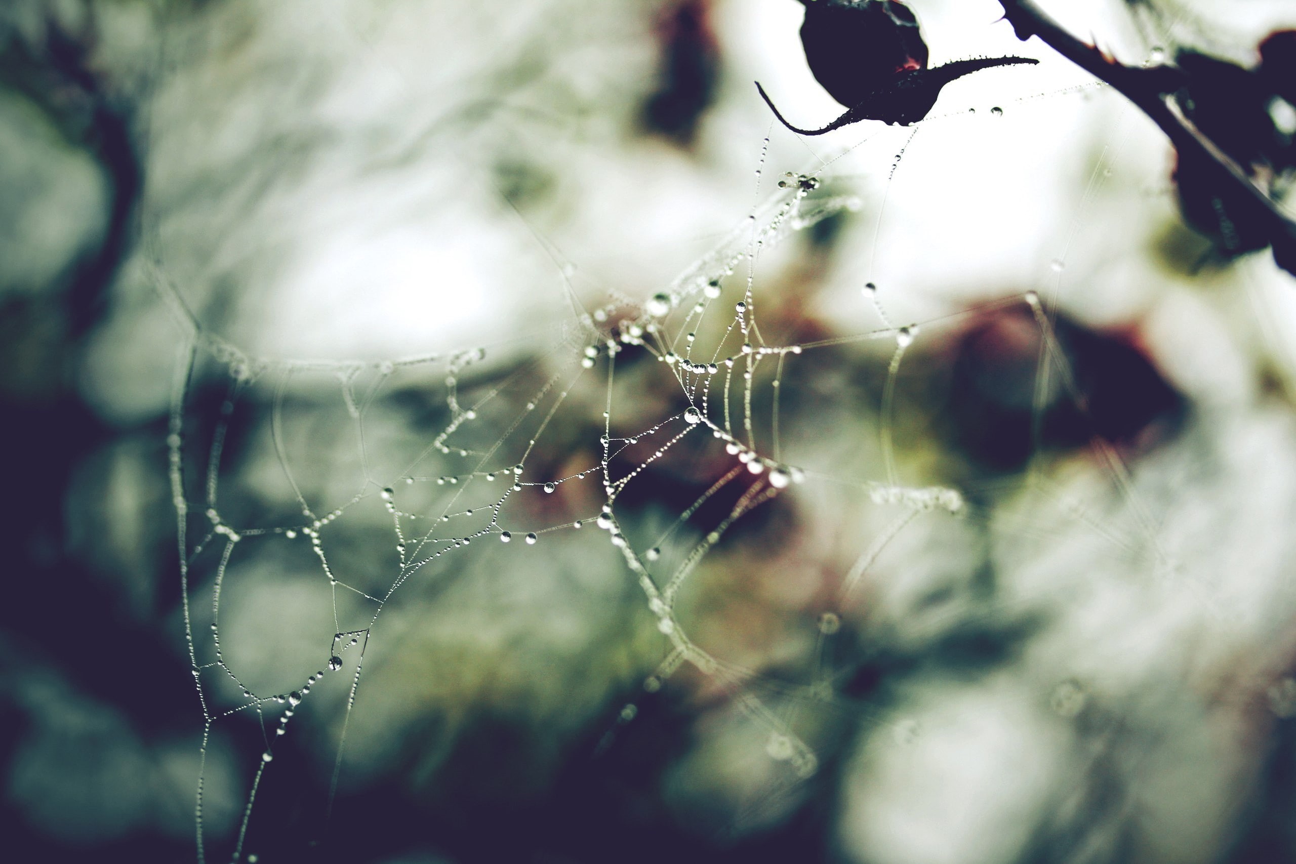 water drops, 2K, nature, dew, closeup, spider webs, HD Wallpaper