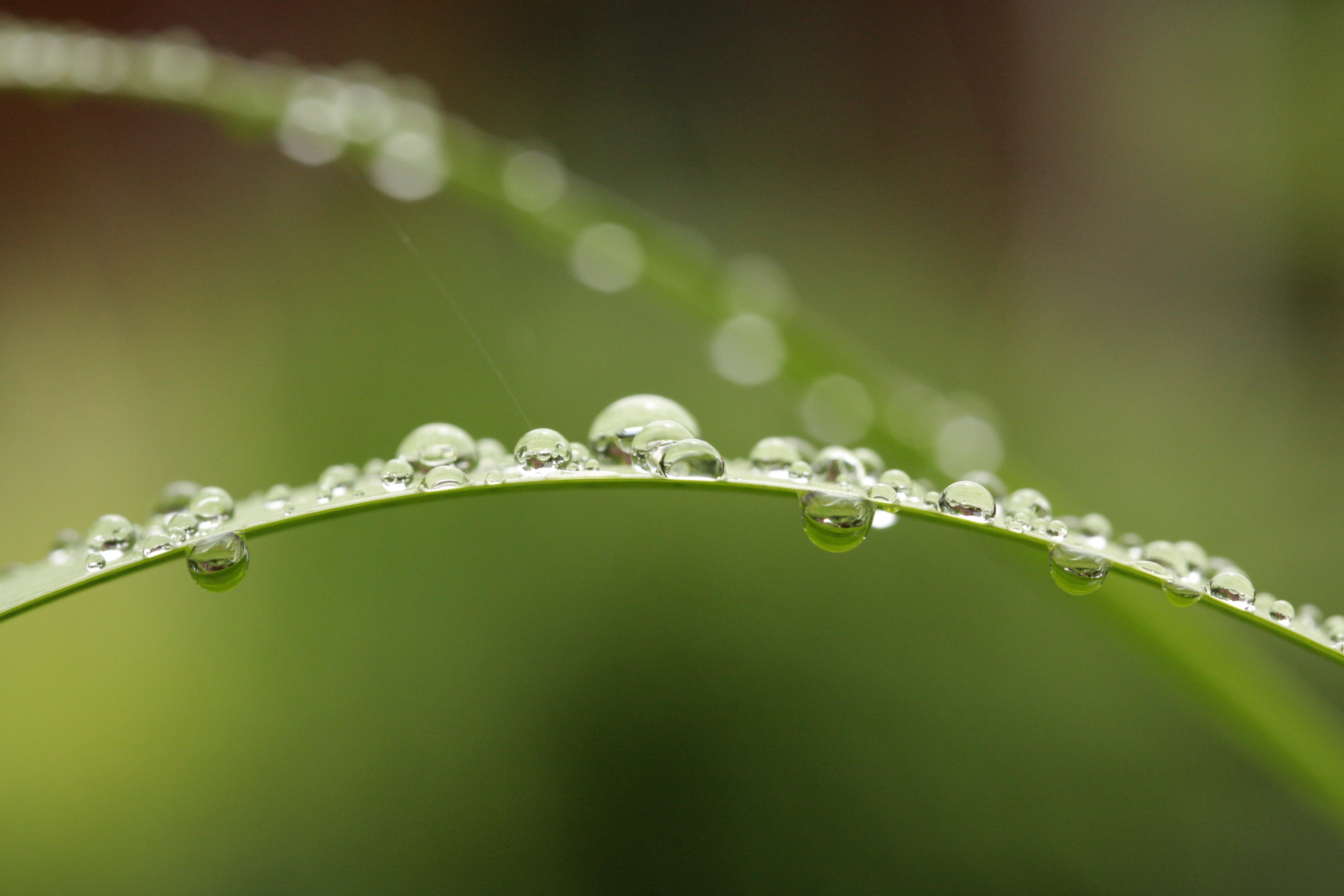summer, dew, freshness, wet, 4K, de, drop, springtime, liquid, photography, environment, Perles, water, drops, green Color, plant, leaf, backgrounds, grass, HD Wallpaper