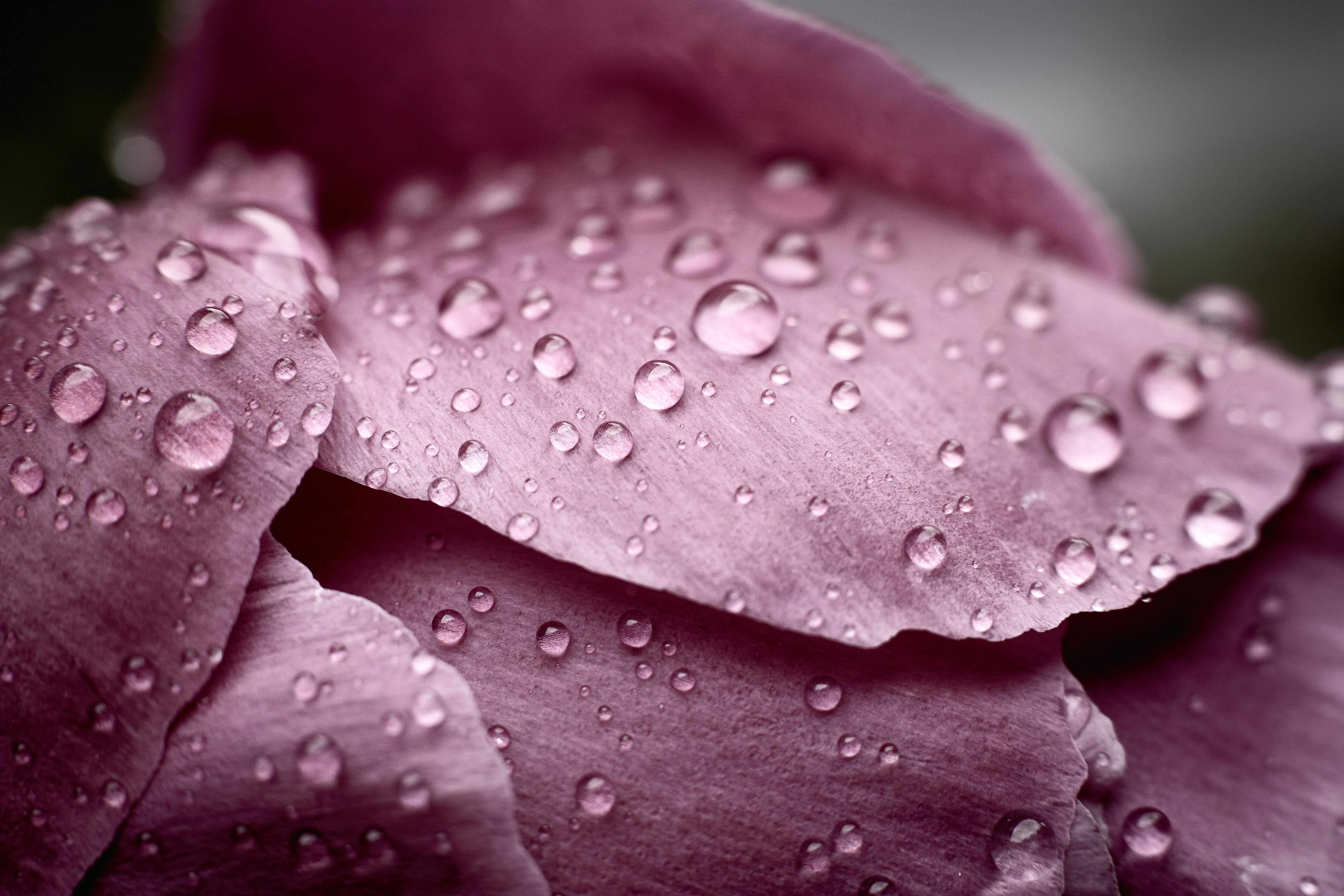 Raindrops, 5K, close-up, nature, drop, closeup, drops, purple, wet, macro, Capture One, beauty In Nature, flower, dew, petaled, leaf, rain, Canon FD, plant, HD Wallpaper