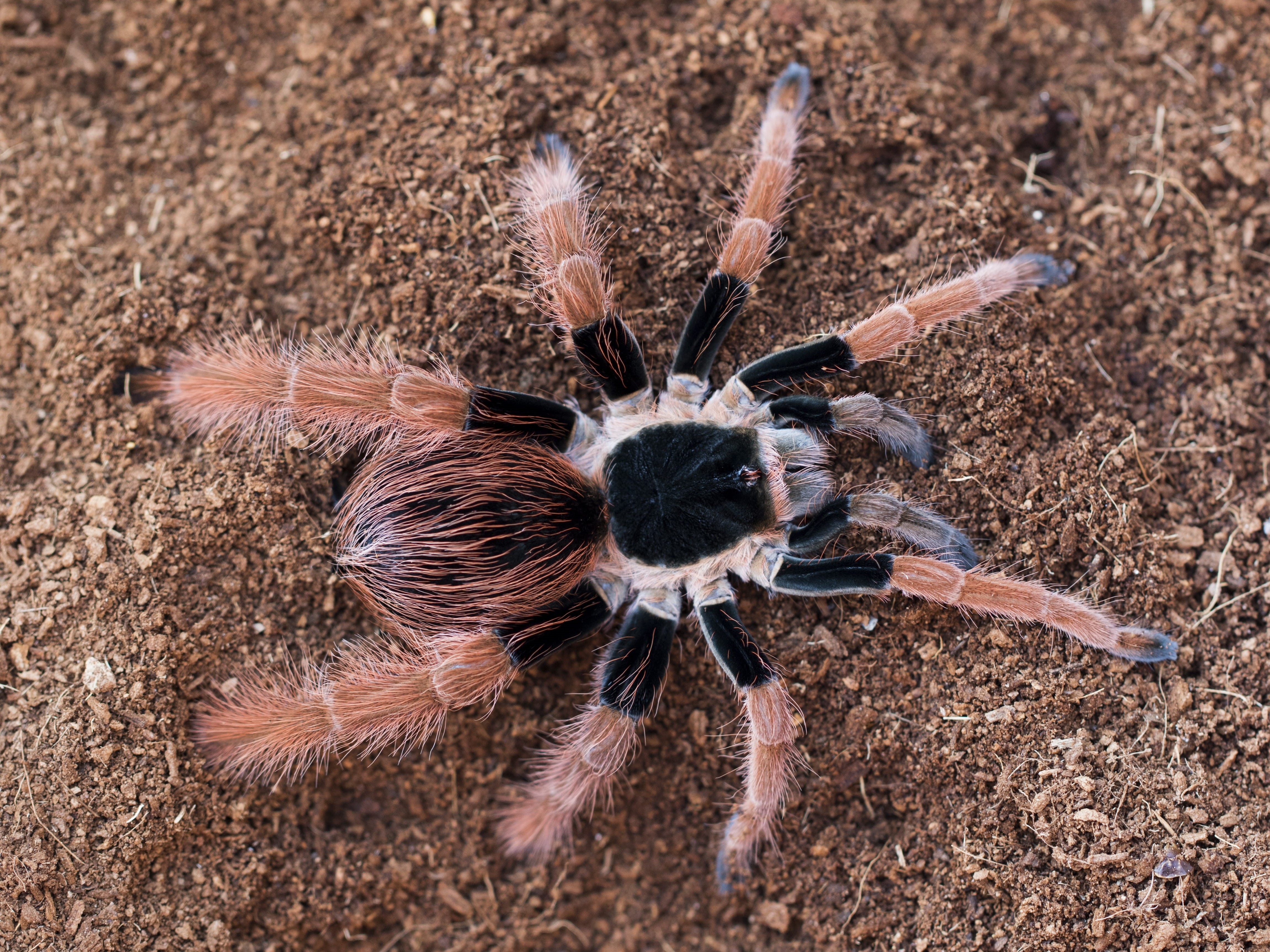 arthropod, predator, megaphobema robustum, one animal, arachnophobia, animal, animals in the wild, spider, 4K, pet, colombian giant red leg, bug, close-up, HD Wallpaper
