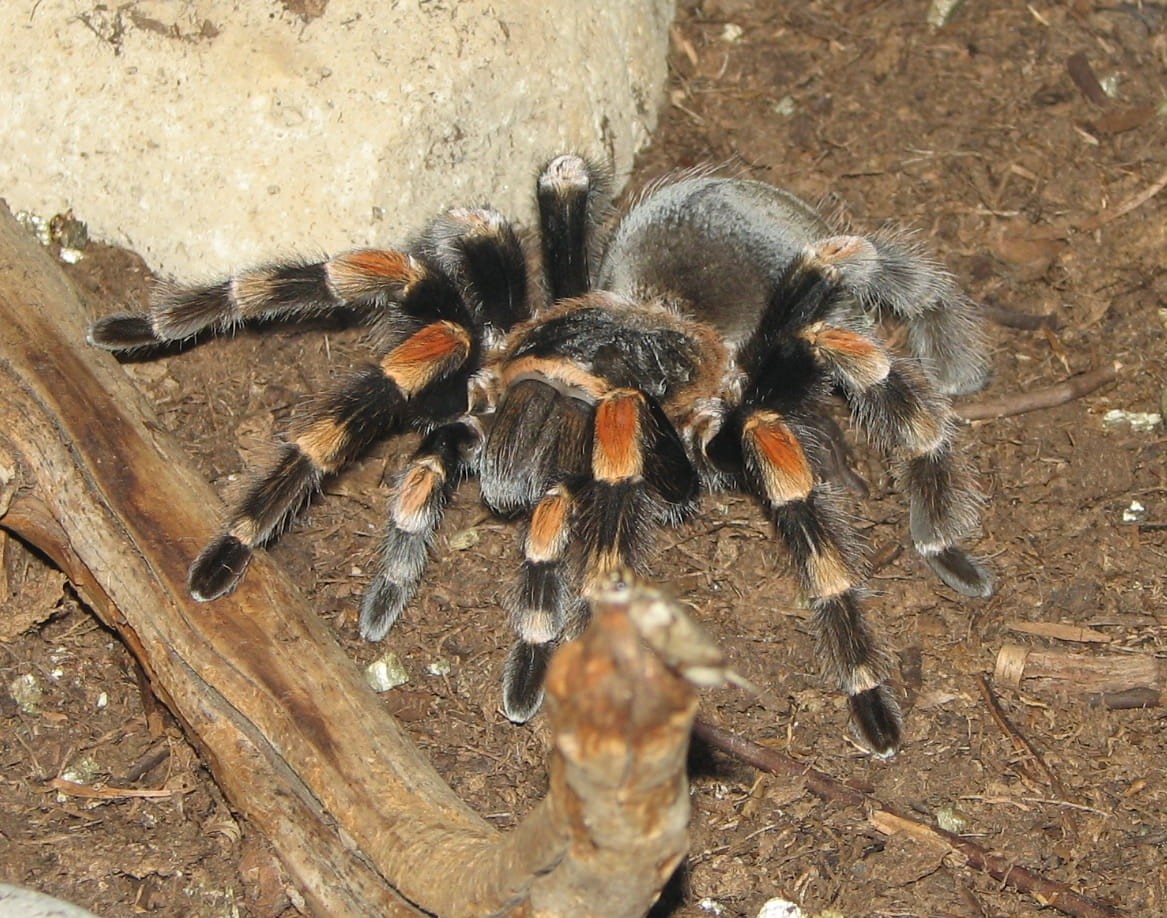 480P, nature, arthropod, animal, group of animals, photo, close-up, wildlife, animal wildlife, day, zoology, crawly, smithi, Mexican, animal themes, outdoors, HD Wallpaper