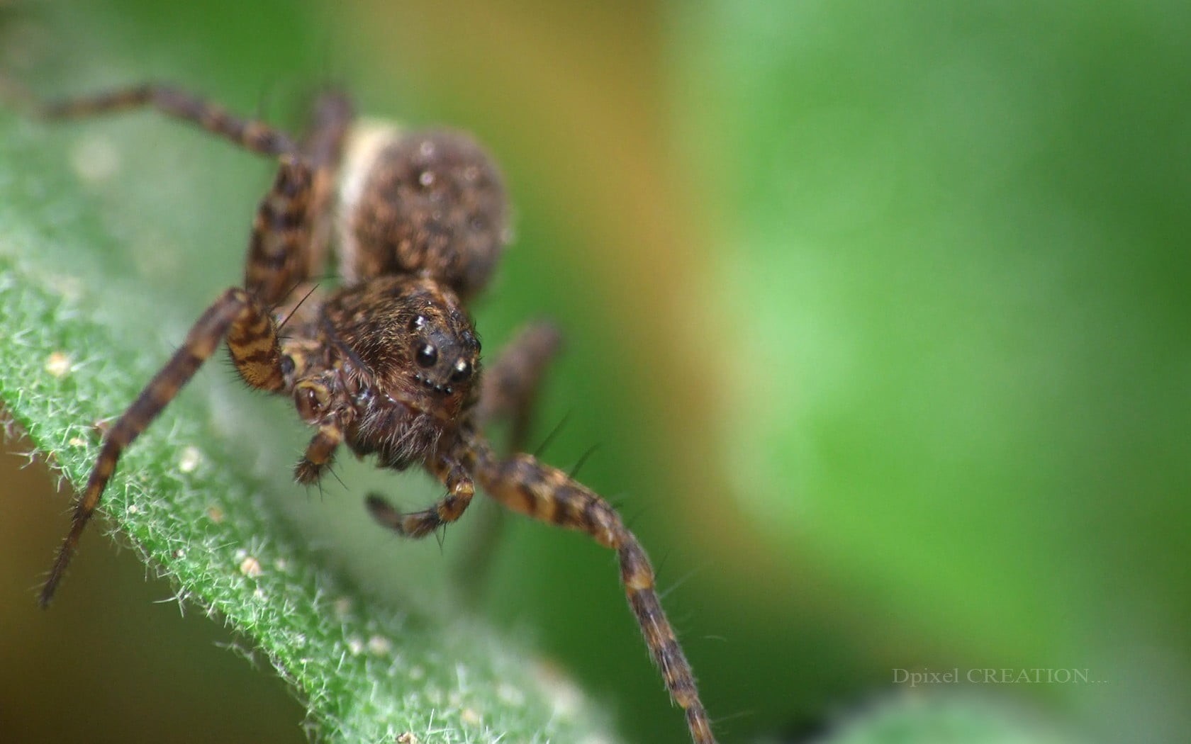 animals, head, arthropod, plant, close-up, day, brown, animal themes, macro, no people, invertebrate, 720P, selective focus, outdoors, spider, animal leg, HD Wallpaper