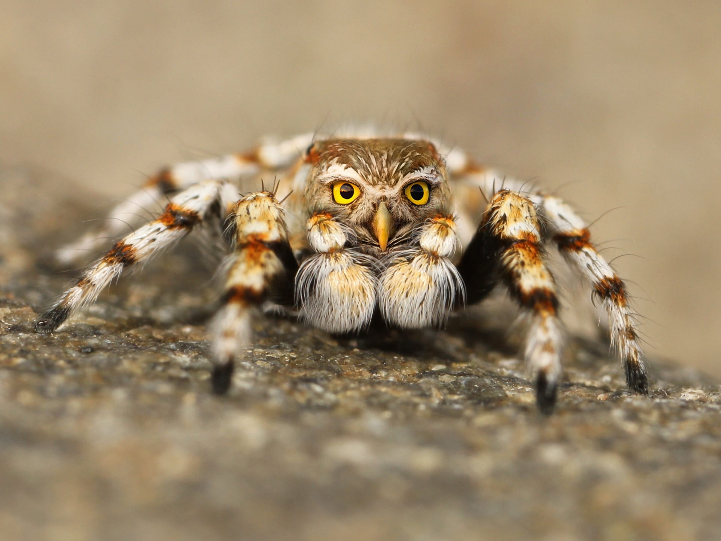 exotic, day, animal eye, photo, photoshop, animal, speule, digital art, animal wildlife, night owl, tarantula, no people, bird, jumping, photo collage, HD Wallpaper