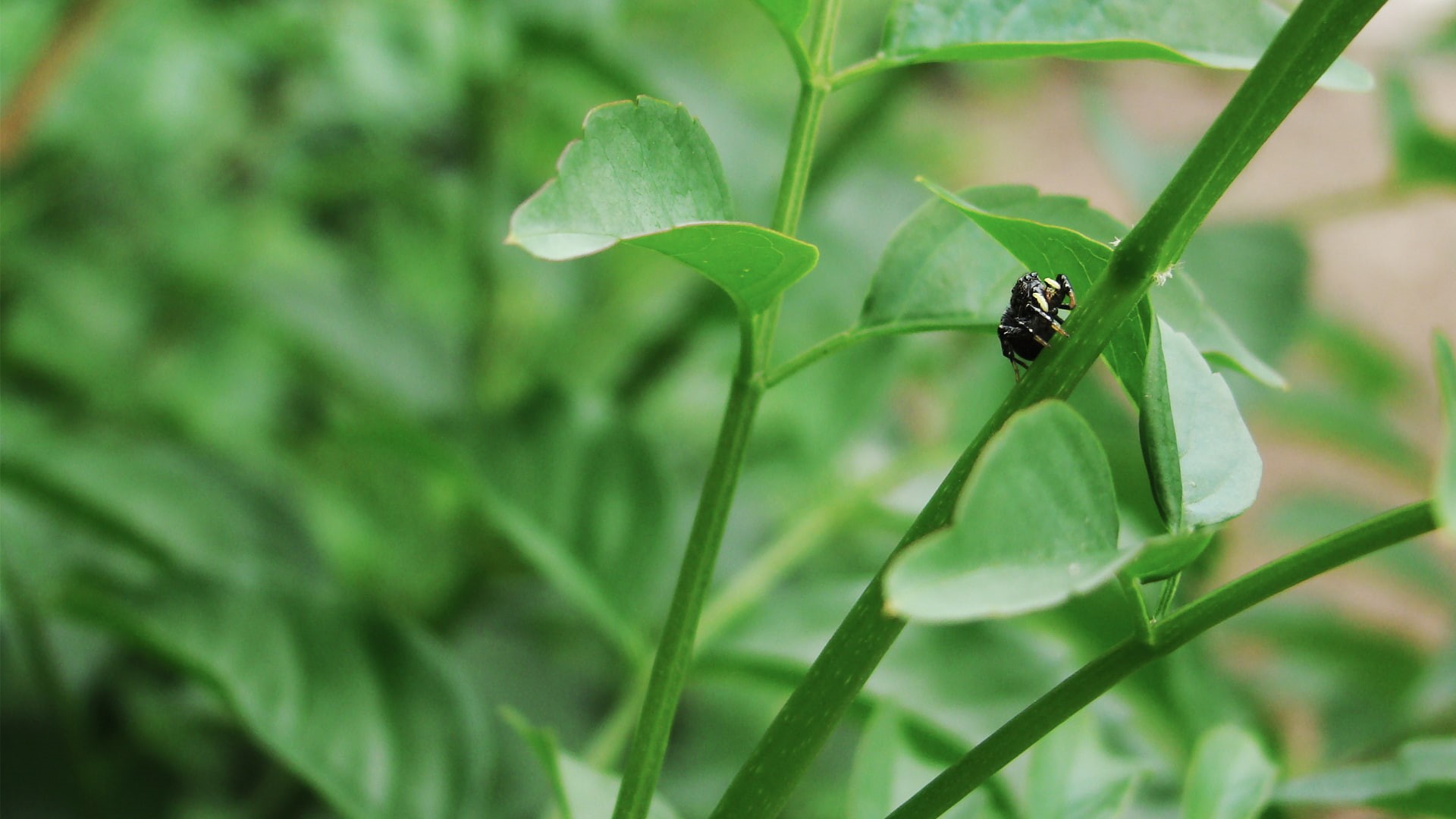 day, focus on foreground, plant, invertebrate, green color, no people, beauty in nature, animal, animals, growth, animal themes, spider, nature, close-up, HD Wallpaper