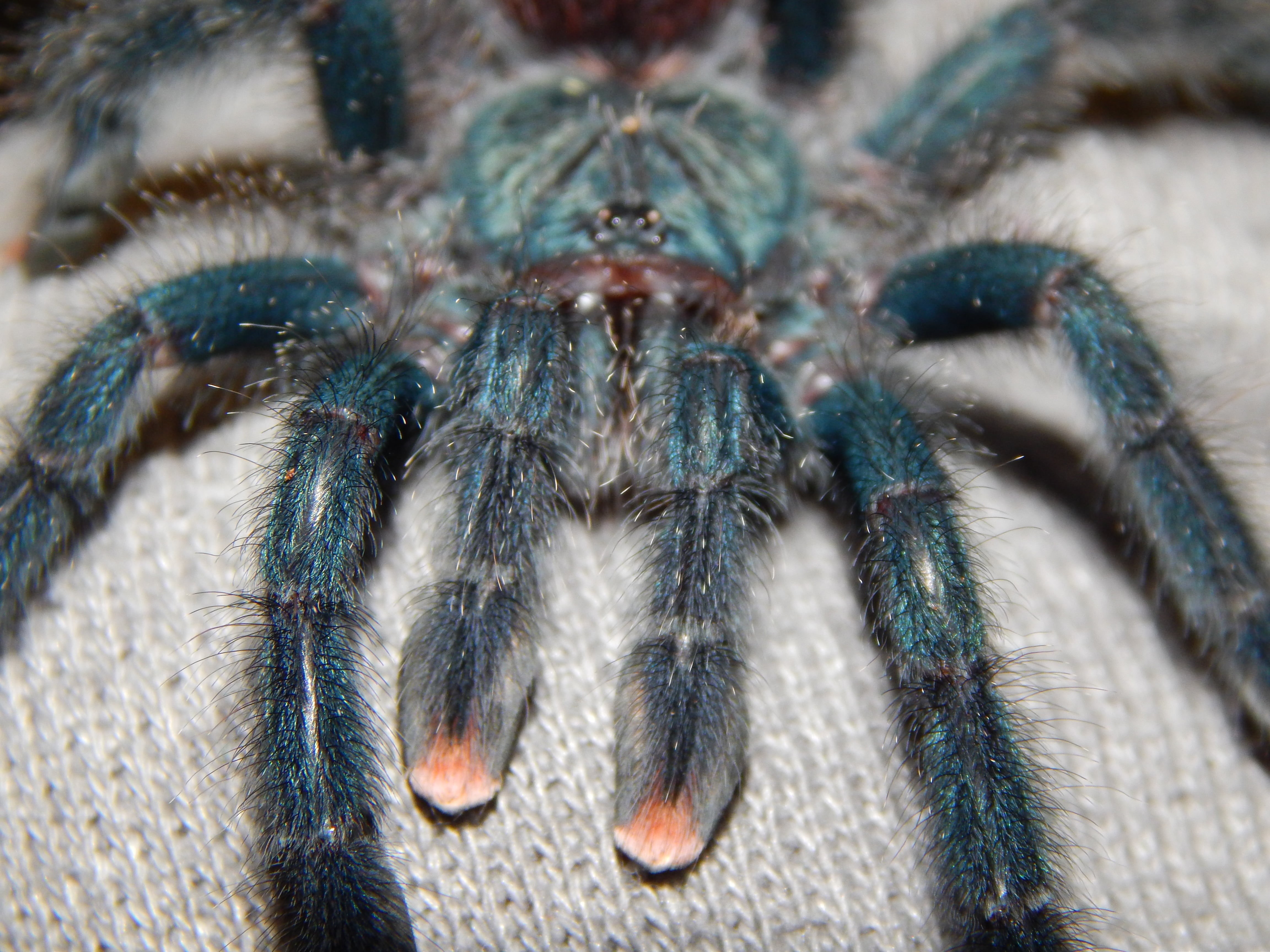 nature, outdoors, insect, animal body part, hair, macro, invertebrate, day, animal themes, spider, fang, no people, hairy, animal eye, animal leg, arthropod, HD Wallpaper
