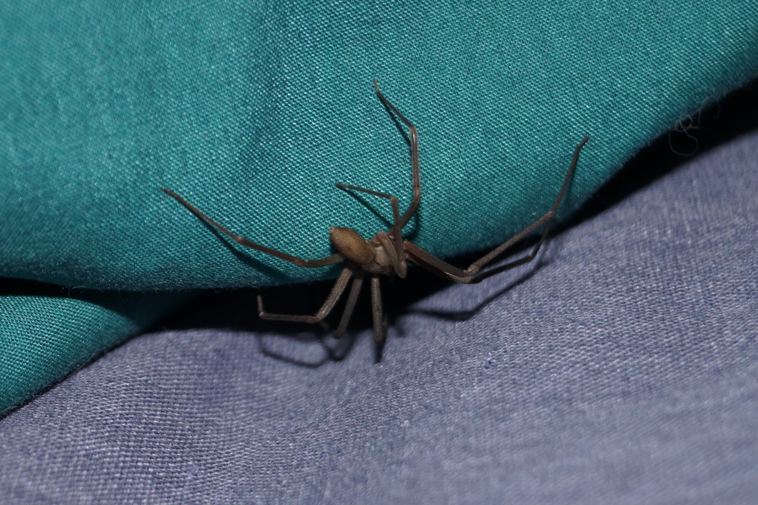 animal themes, close-up, no people, creepy, fiddle spider, jeans, 1080P, black, animal wildlife, selective focus, nature, animal leg, green color, day, HD Wallpaper