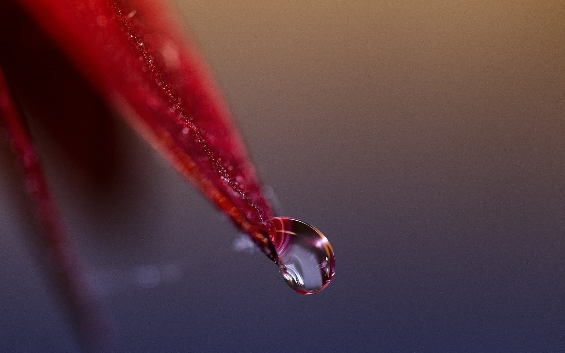 drop, plants, red leaves, petaled, red, no people, 1080P, depth of field, selective focus, vulnerability, plant, day, detailed, flower, freshness, fragility, HD Wallpaper