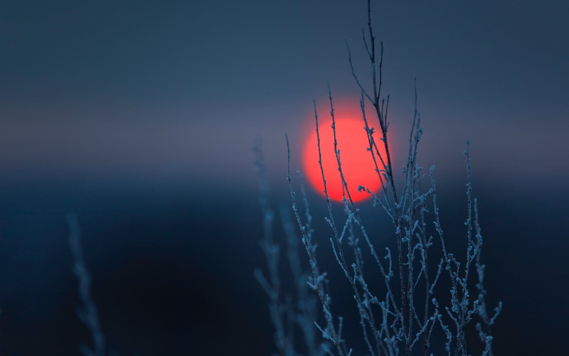 red, abstract, season, orange color, plants, nature, tranquility, focus on foreground, no People, fragility, Sun, close-up, water, scenics - nature, 1080P, HD Wallpaper