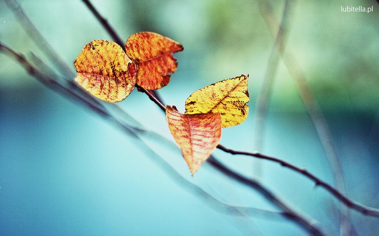 no people, focus, leaves, orange color, dry, fragility, autumn, leaf, selective focus, twig, leaf vein, shallow, close-up, beauty in nature, nature, day, HD Wallpaper