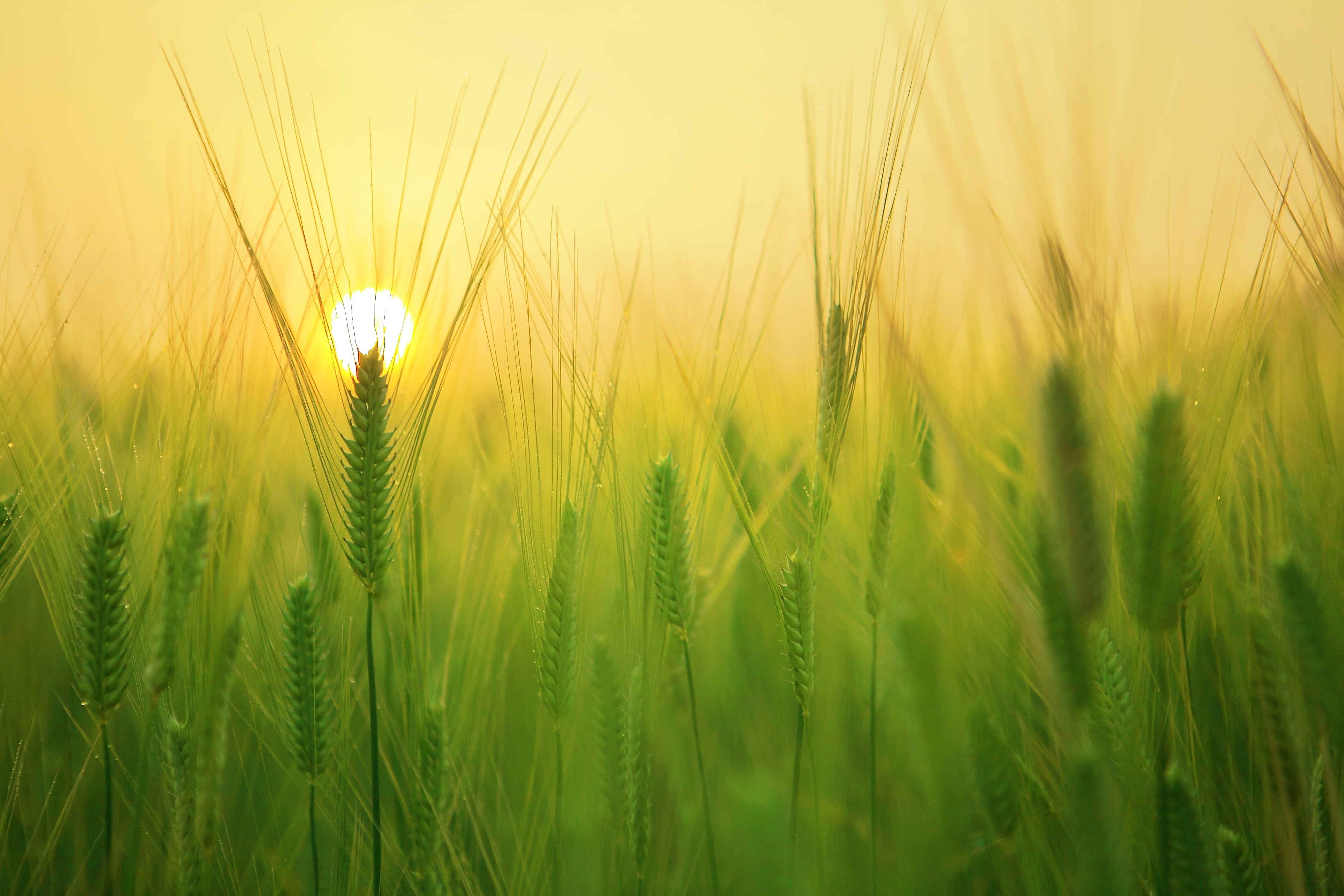 land, landscape, barley field, springtime, beauty in nature, yellow, no people, rural scene, vacation, wheat, crop, family trip, green color, sea, beach, HD Wallpaper