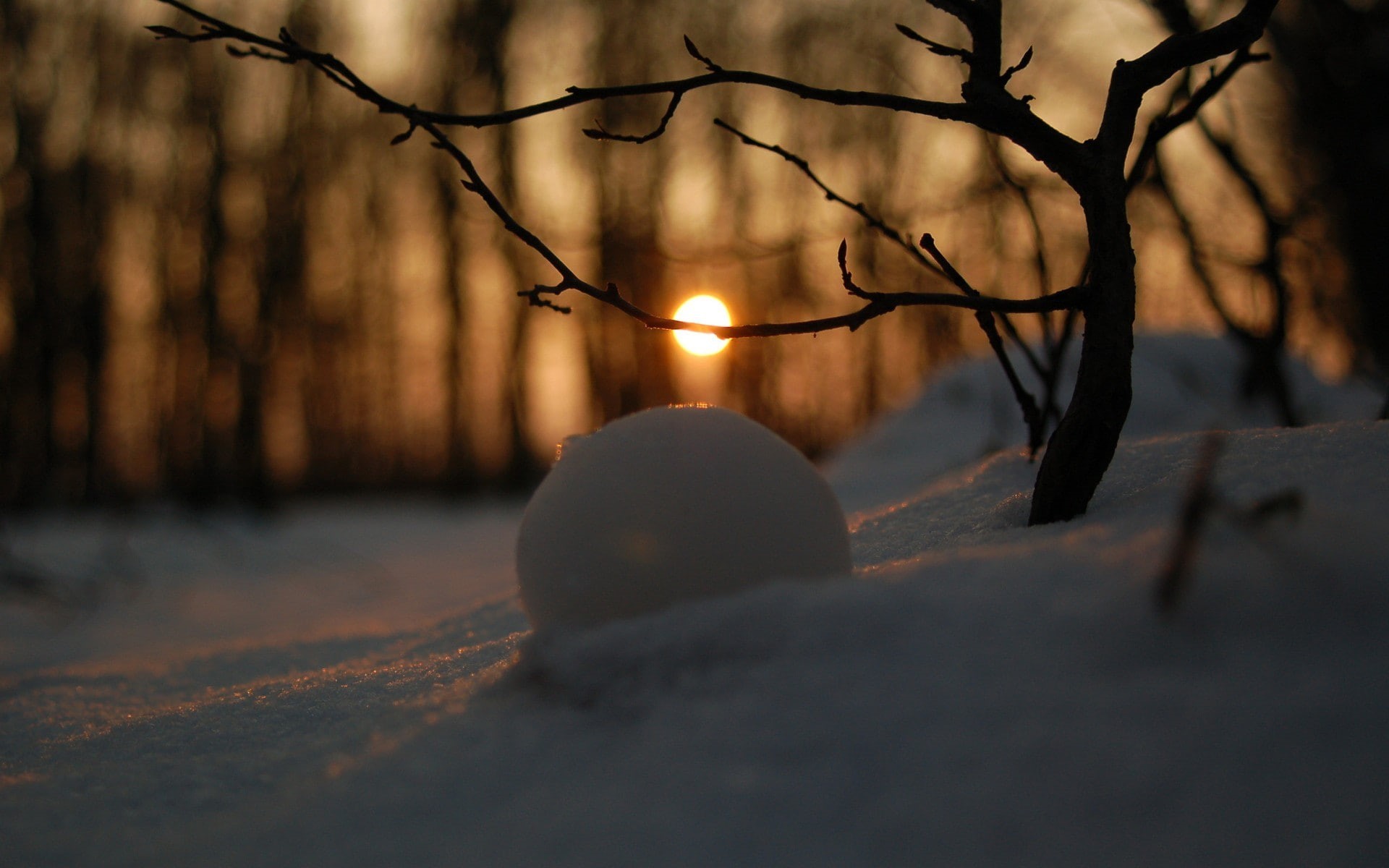 branch, nature, winter, trees, depth of field, snowball, Sun, 1080P, landscape, snow, HD Wallpaper