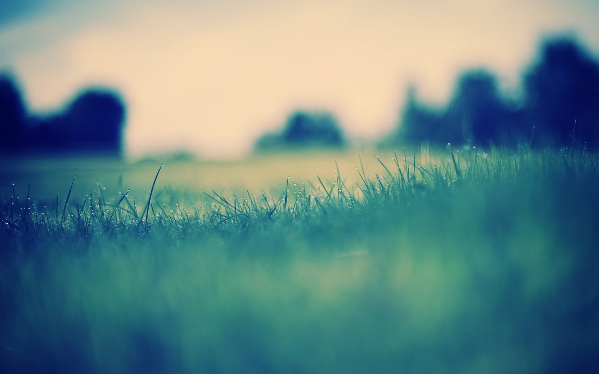 grass, nature, non-Urban Scene, green Color, backgrounds, selective, agriculture, defocused, water drops, photography, silhouette, selective focus, back Lit, HD Wallpaper