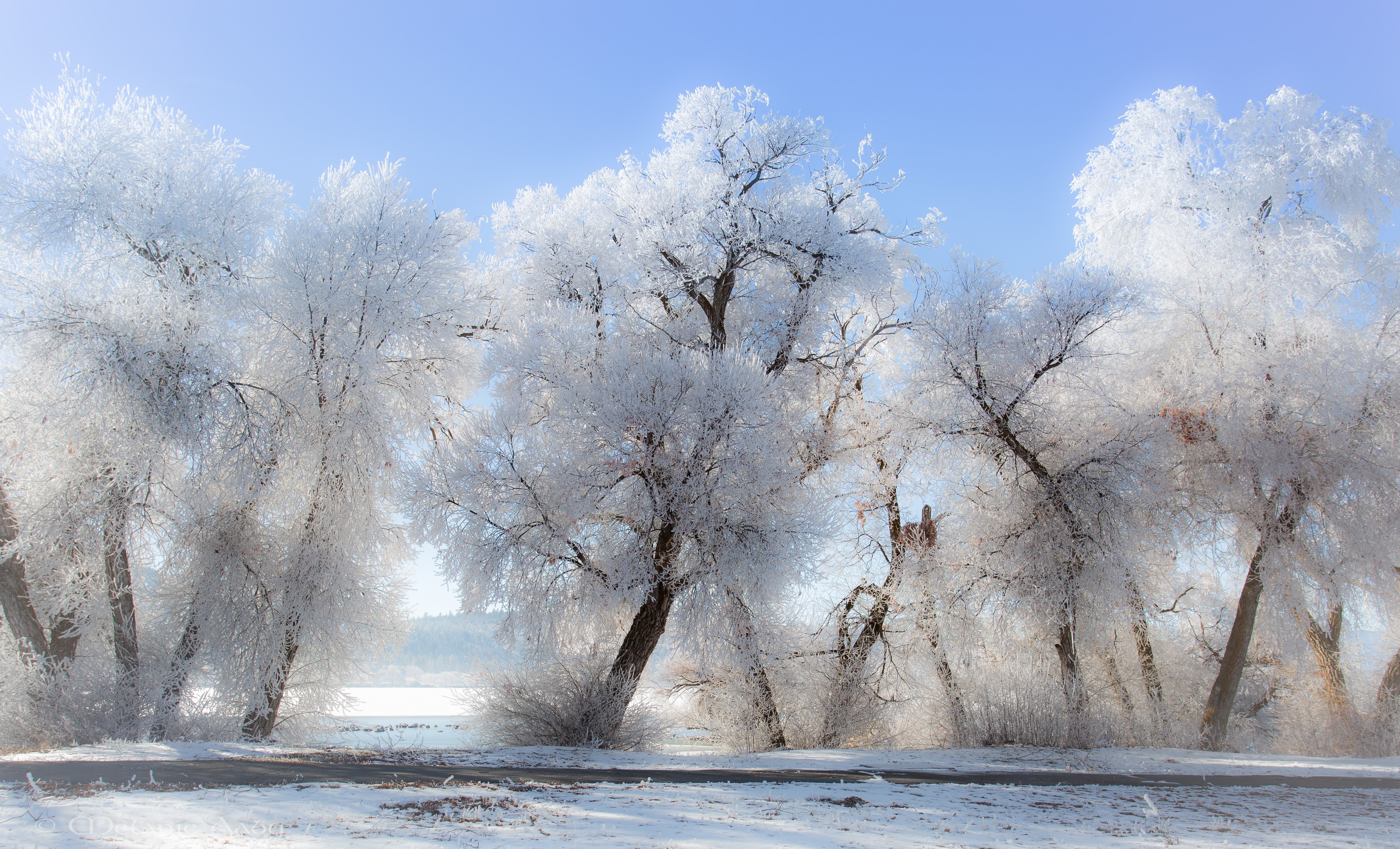 bright, winter, clear sky, landscape, sky blue, road, trees, nature, frost, 5K, snow, sunlight, HD Wallpaper