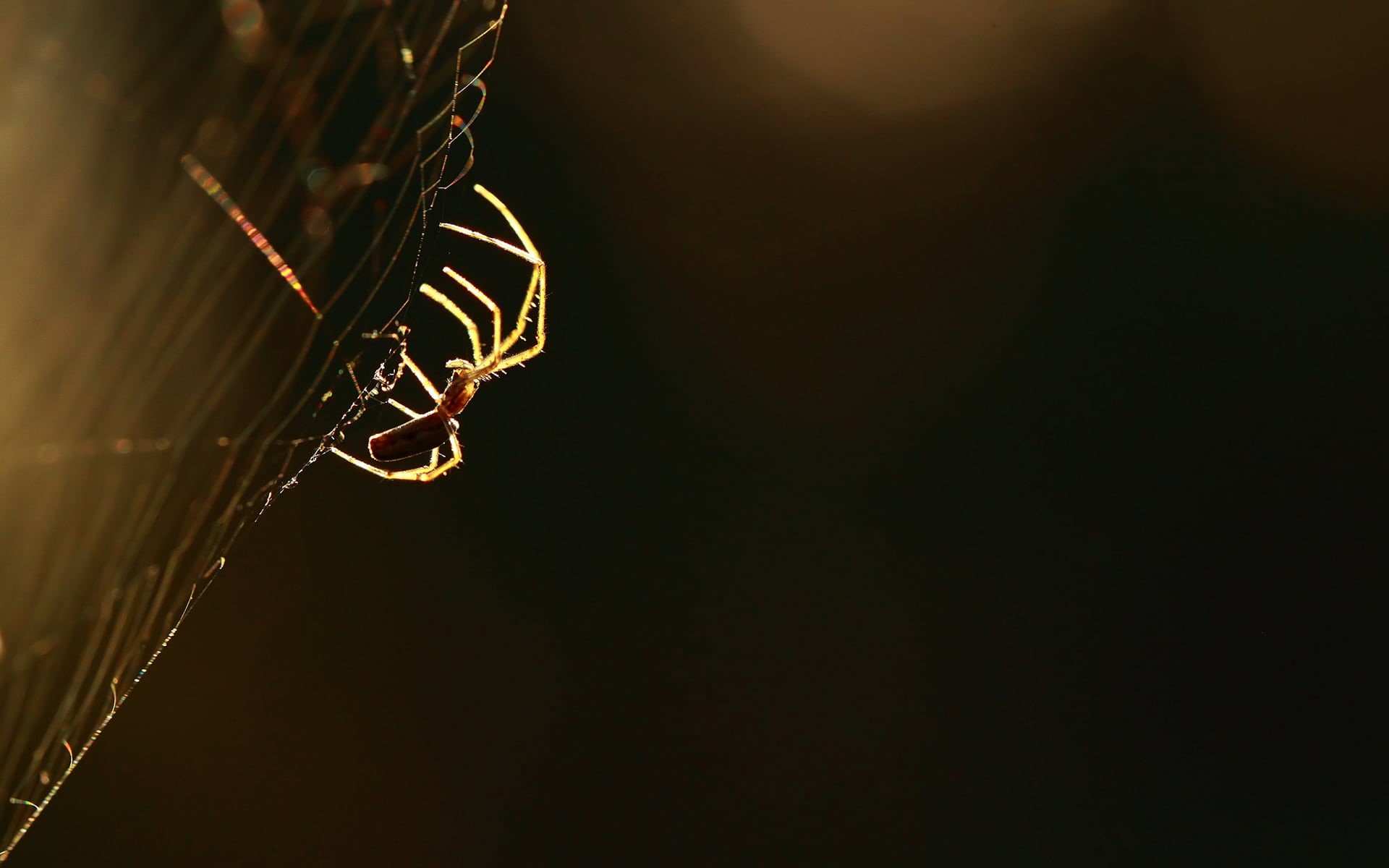 invertebrate, 1080P, nature, one animal, fragility, animals, animal themes, animal body part, no people, web, animals in the wild, animal, brown, spider, HD Wallpaper