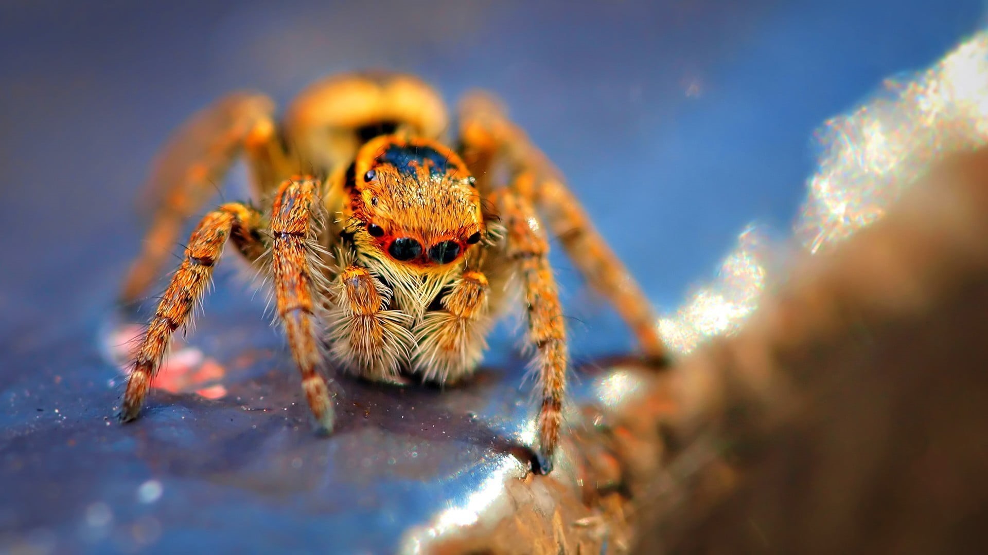 arthropod, Jumping Spider, black, arachnid, insect, spider, animal themes, no people, animal body part, animal wildlife, nature, outdoors, brown, animal leg, HD Wallpaper