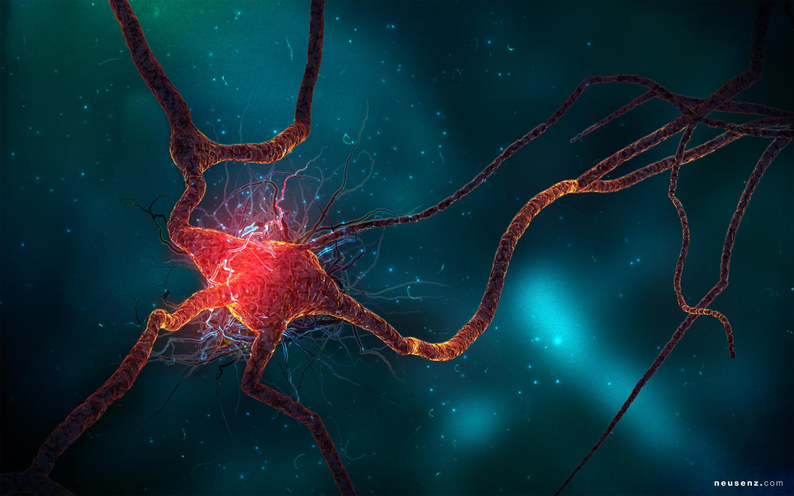 neuron, cell, creative and graphics, 2K, HD Wallpaper