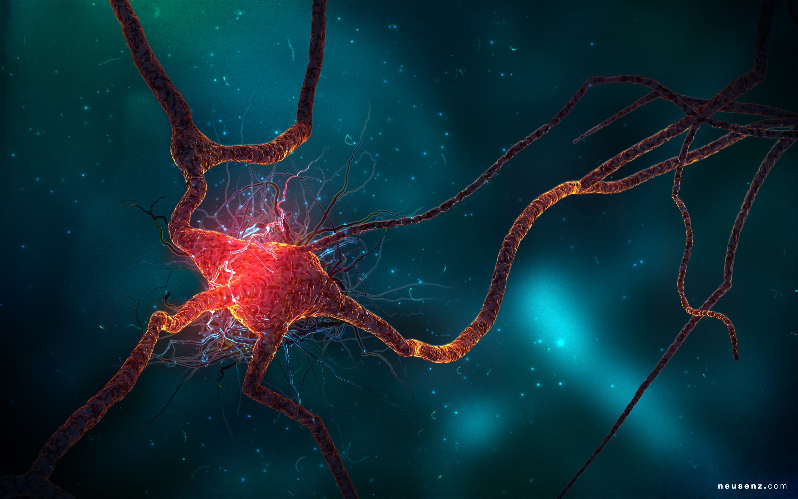 neuron, 2K, cell, HD Wallpaper