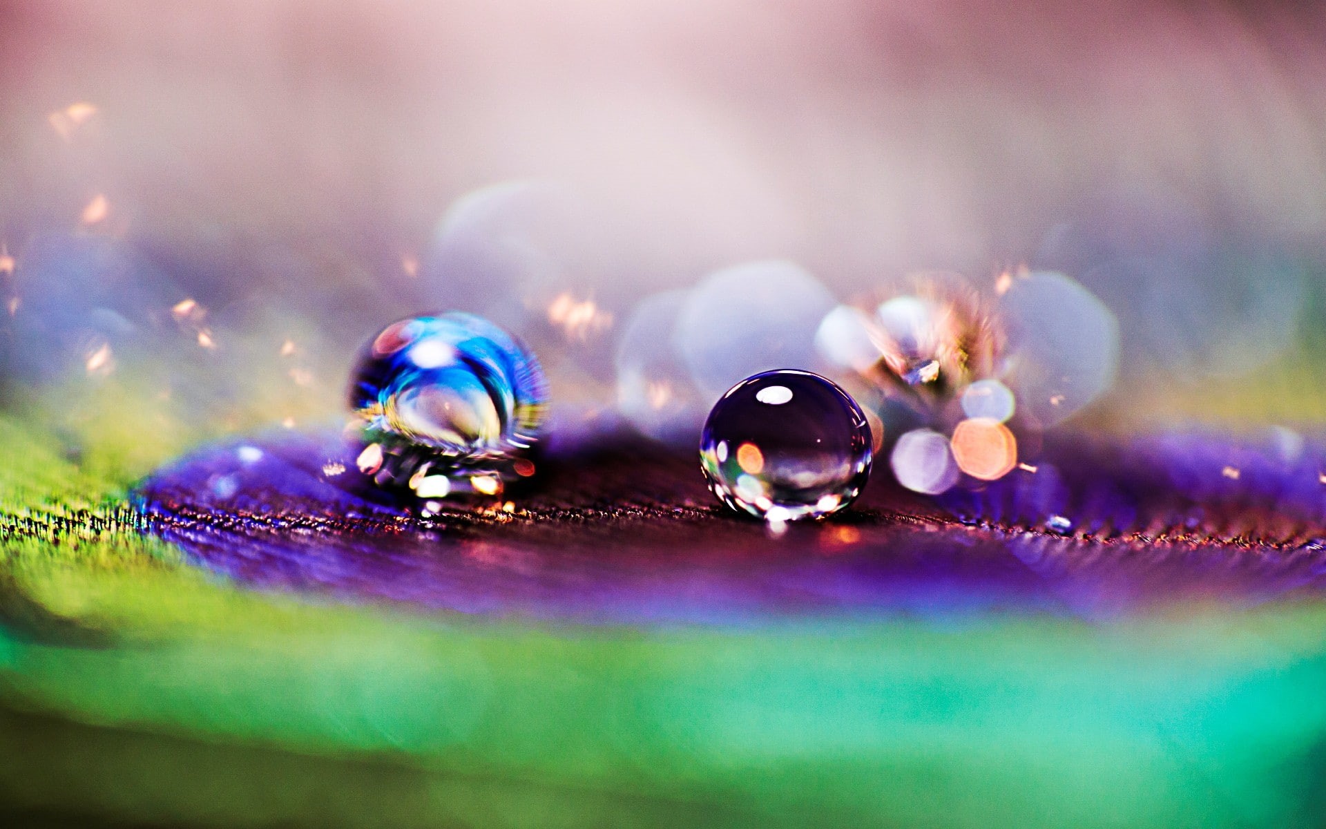 1080P, close-up, feather, peacock, drop, blur, s, background, Macro, fullscreen, dew, widescreen, bokeh, HD Wallpaper