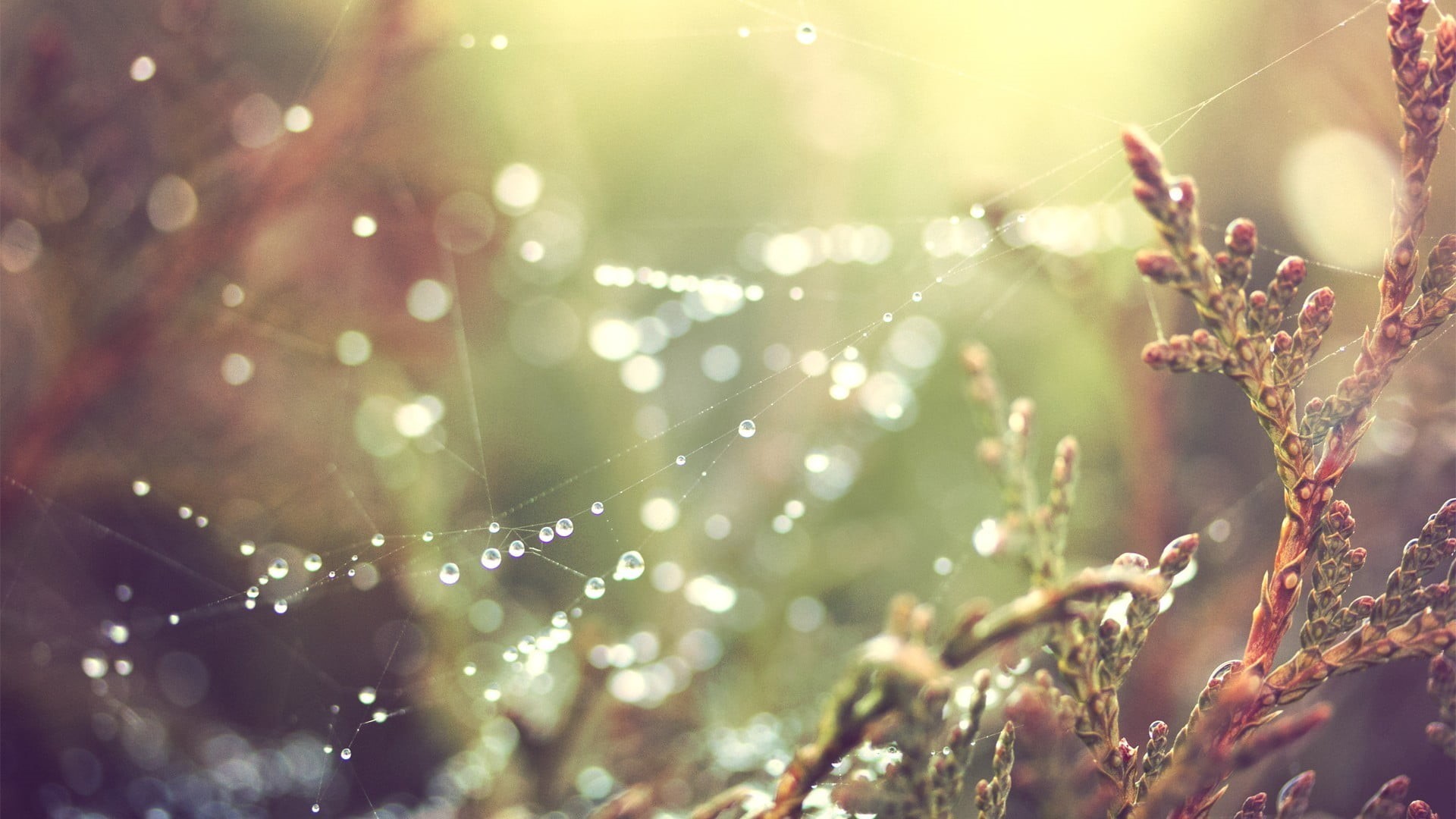 grass, bright, day, defocused, green Color, outdoors, light - Natural Phenomenon, springtime, growth, environment, spider, autumn, water drops, morning, HD Wallpaper