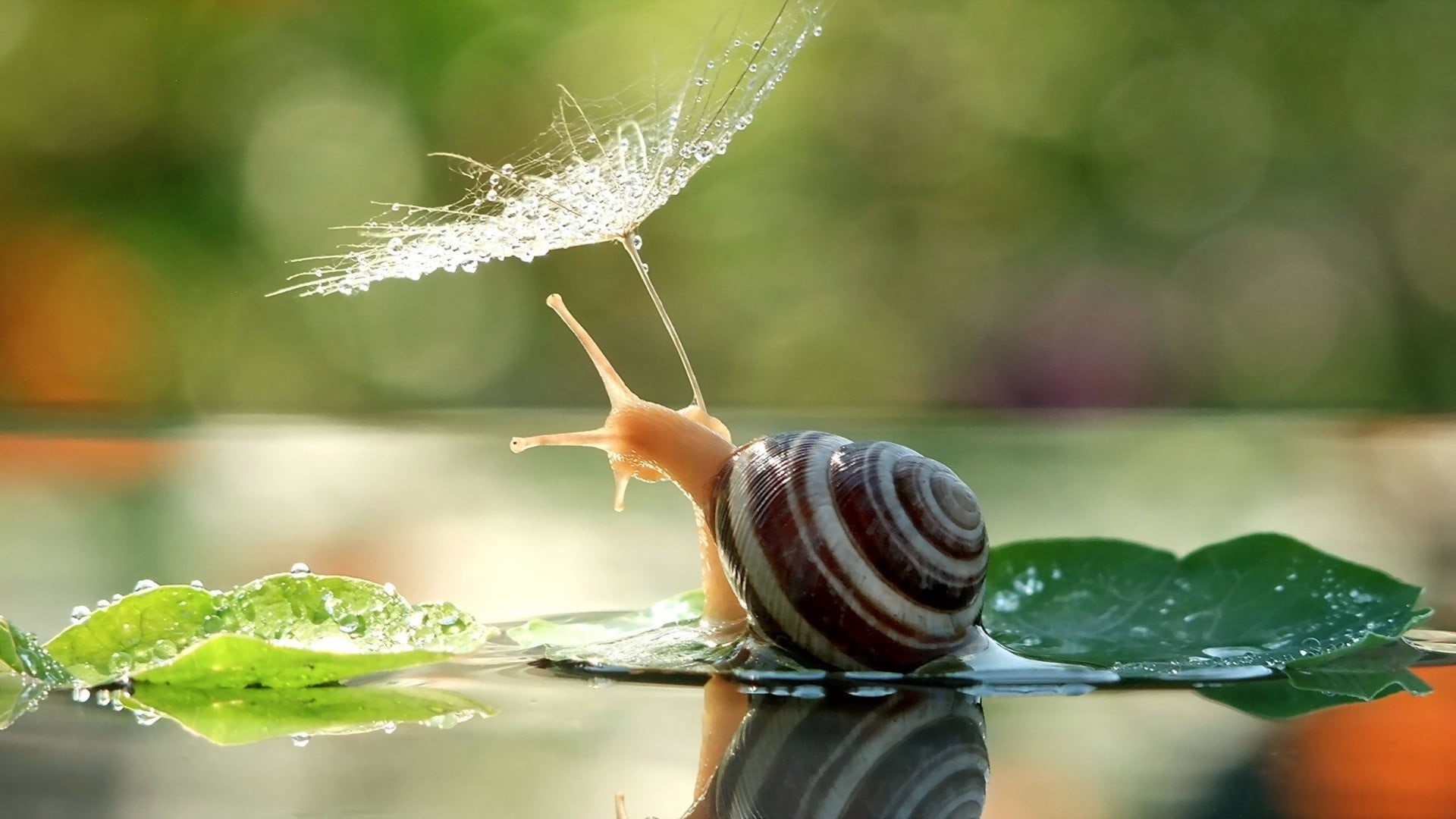 food, bokeh, plant, mollusk, 1080P, focus on foreground, water, dew, outdoors, shell, animals, green color, close-up, freshness, water drops, invertebrate, HD Wallpaper