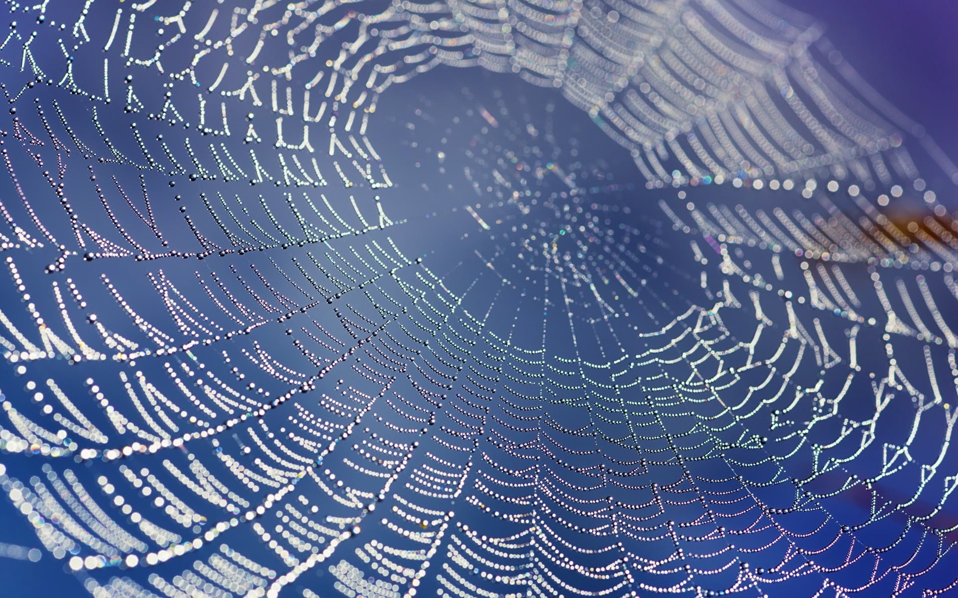 day, wet, detail, no people, backgrounds, pattern, natural pattern, raindrop, nature, vulnerability, fragility, dew, 1080P, close-up, drop, blue, water, HD Wallpaper