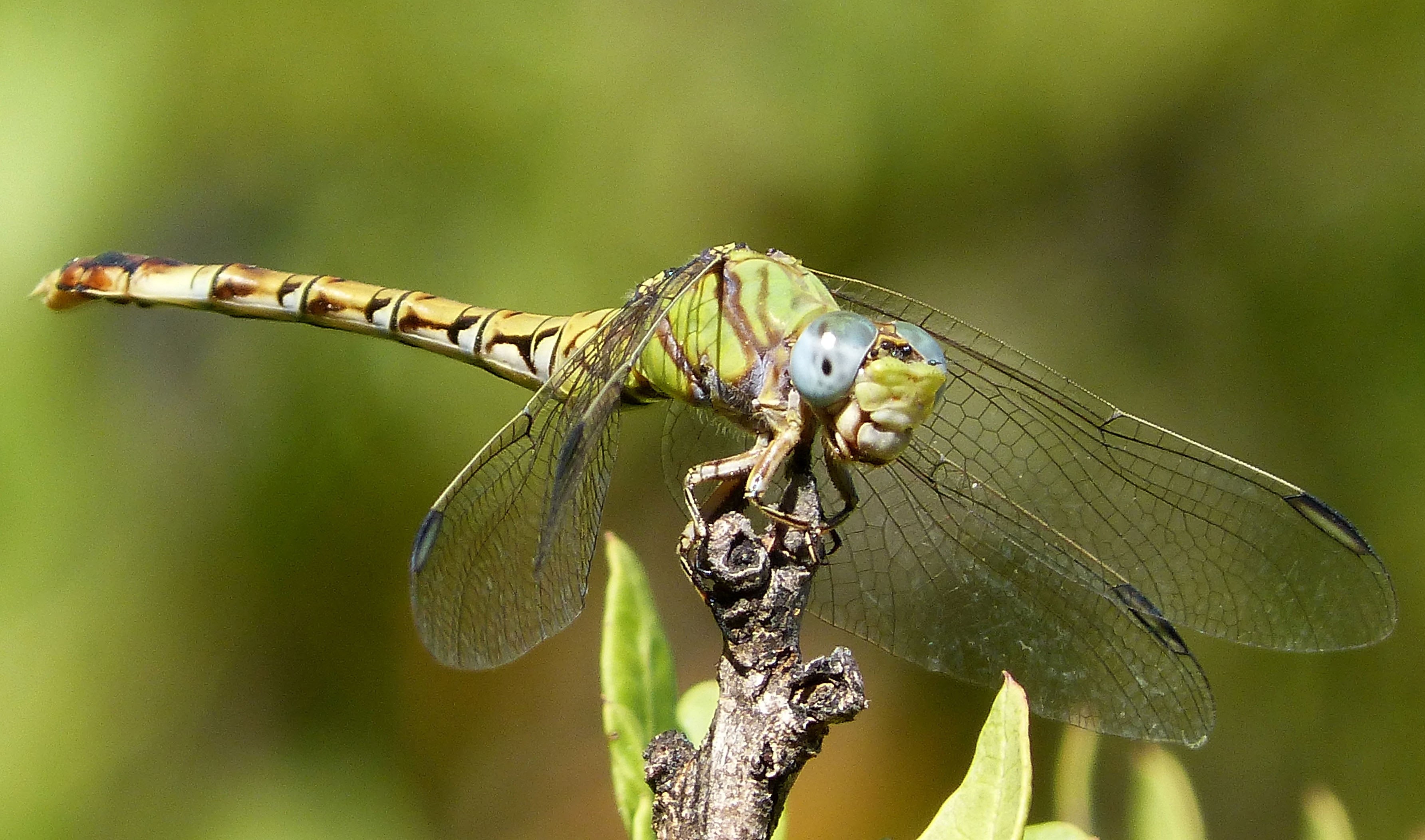 Paragomphus genei, wildlife, macro, insect, 2K, dragonfly, animal, photography, summer, animal Wing, nature, Paragomphus  genei, macro photography, binomial, HD Wallpaper