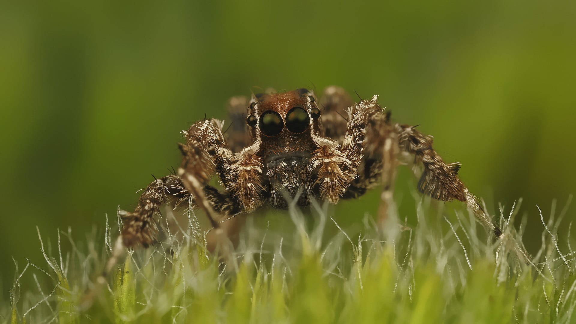 plant, animals in the wild, spider, nature, animal wildlife, arthropod, invertebrate, brown, grass, animals, green color, animal, insect, selective focus, HD Wallpaper