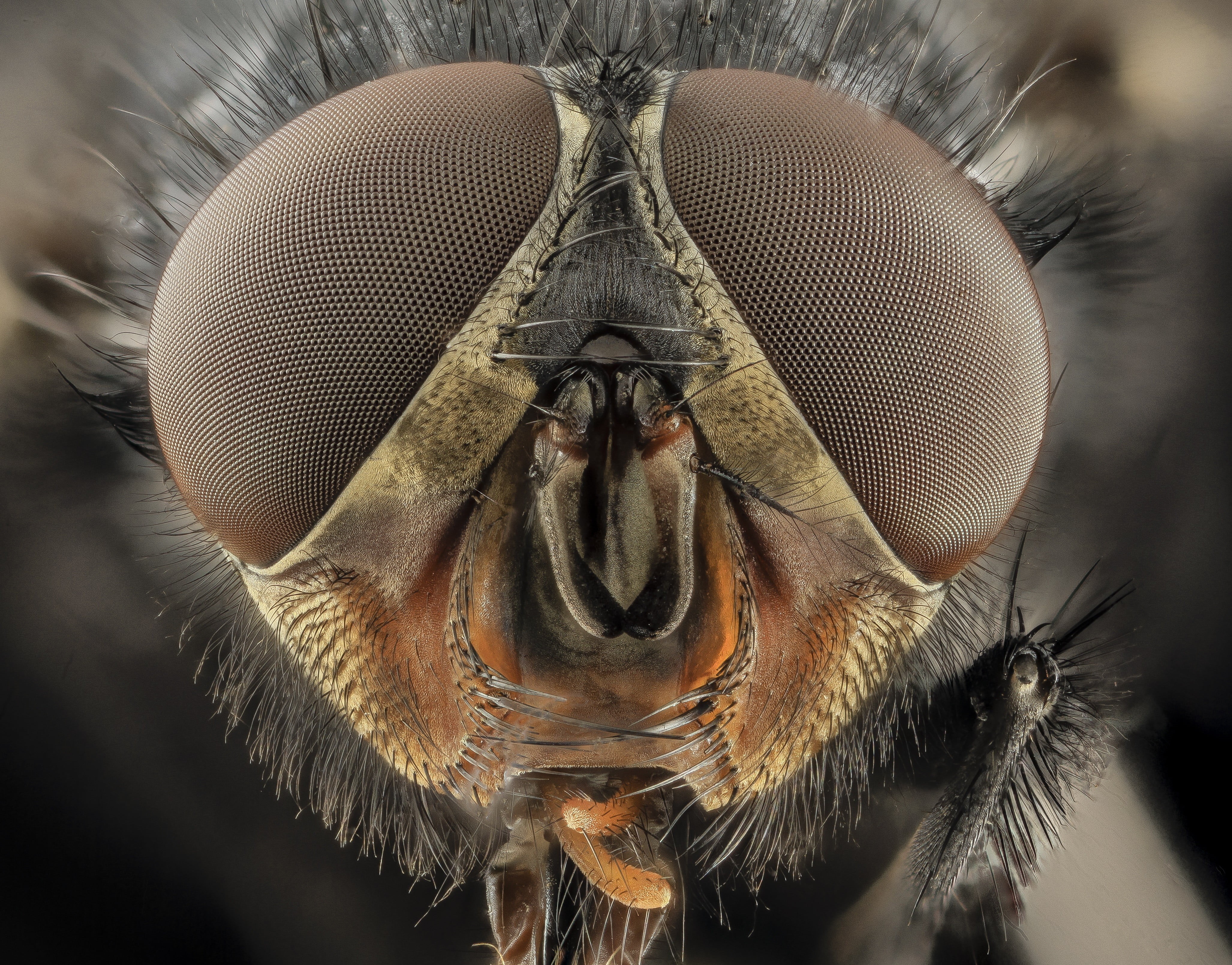 invertebrate, insect, bees, animal wing, 4K, beauty in nature, animal, black, one animal, extreme close-up, animal eye, small, animal antenna, body part, HD Wallpaper