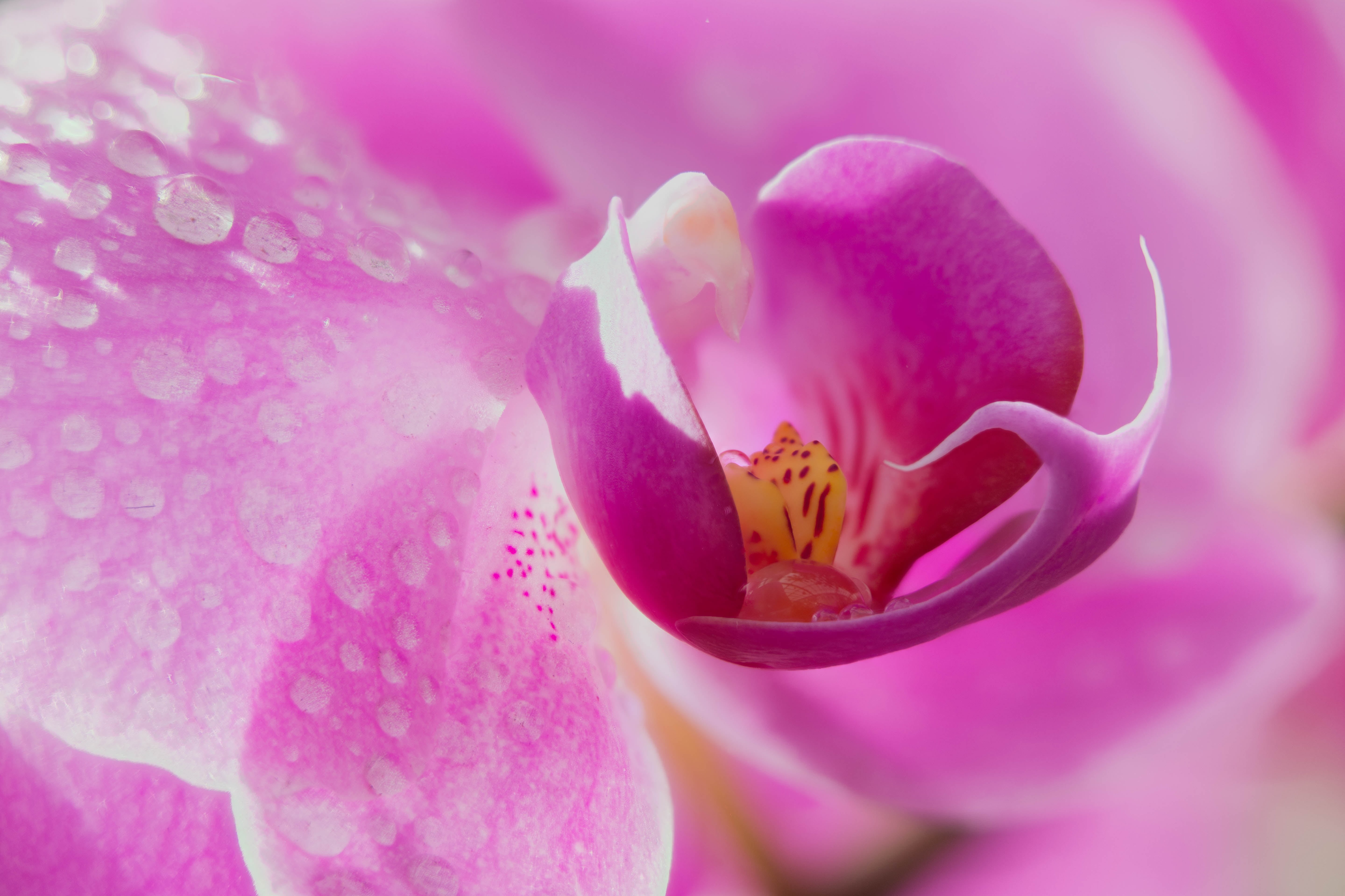 phalaenopsis, plant, Heart, pink Color, floral, macro, shot, 5K, dew, drops, petal, flower Head, beauty In Nature, flower, flowers, nature, photography, HD Wallpaper