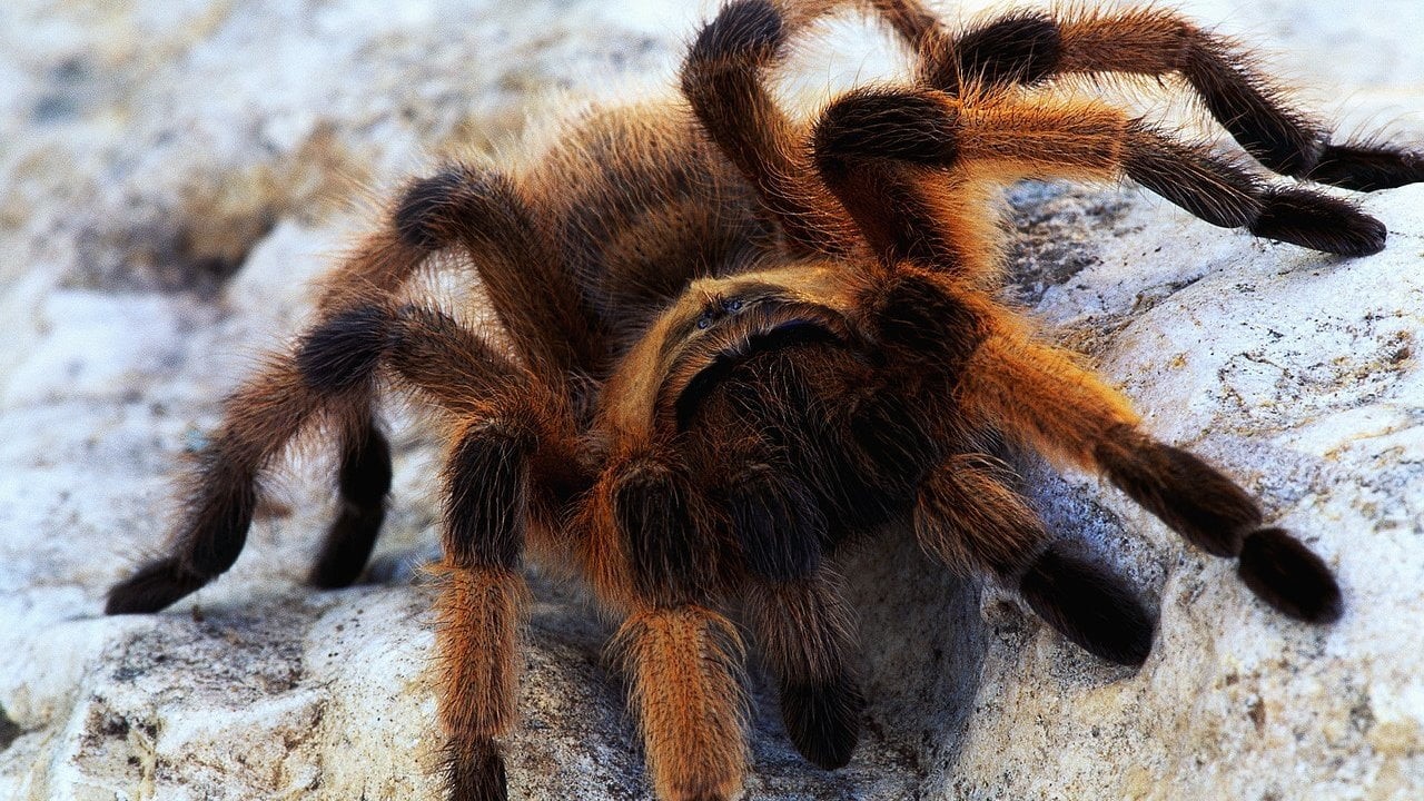 Spiders, domestic animals, animal body part, no people, animal leg, vertebrate, animals in the wild, nature, domestic, one animal, brown, black, Spider, HD Wallpaper
