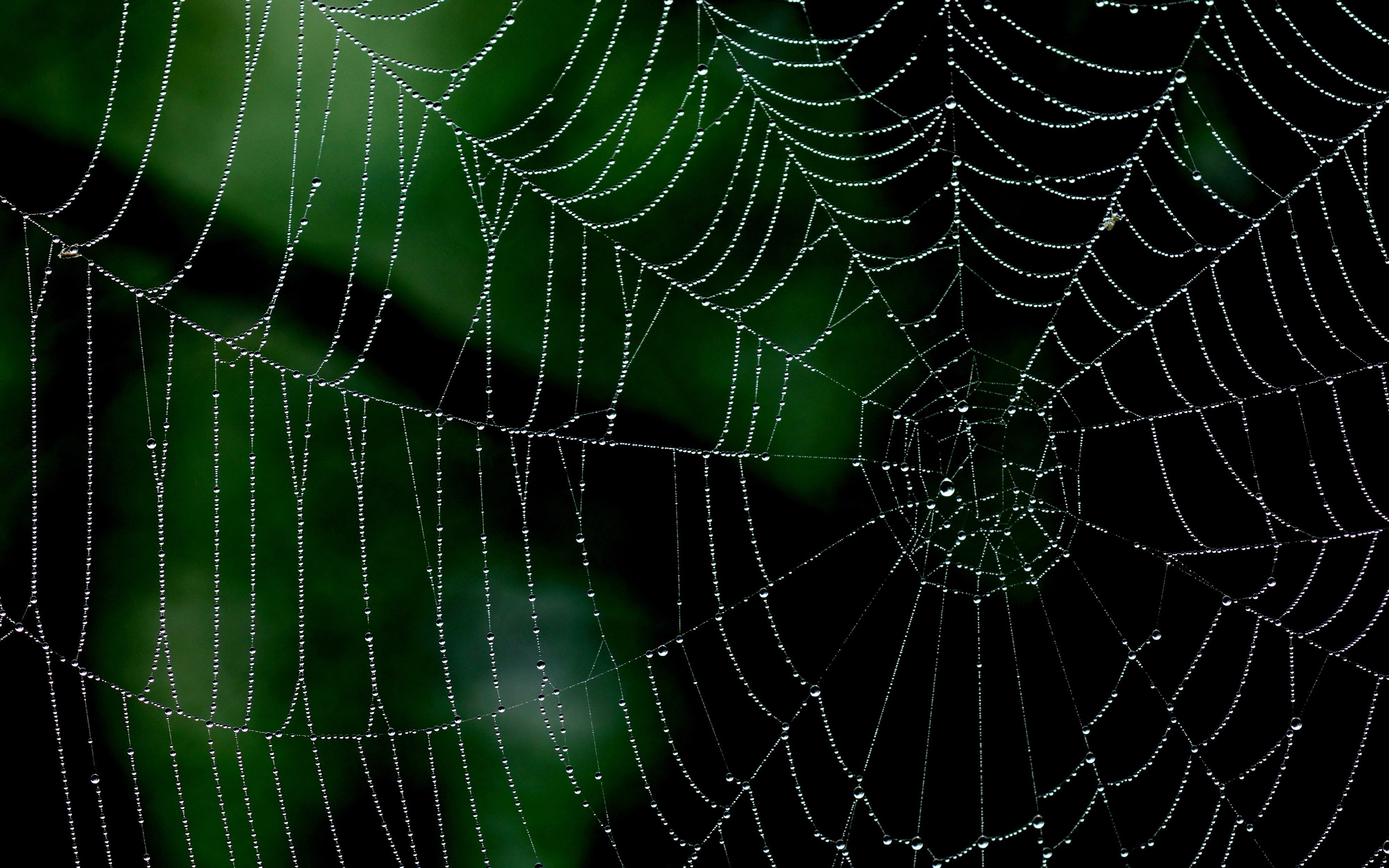 animal, beauty in nature, wet, focus on foreground, fragility, nature, outdoors, natural pattern, close-up, vulnerability, minimalism, no people, spiderwebs, HD Wallpaper