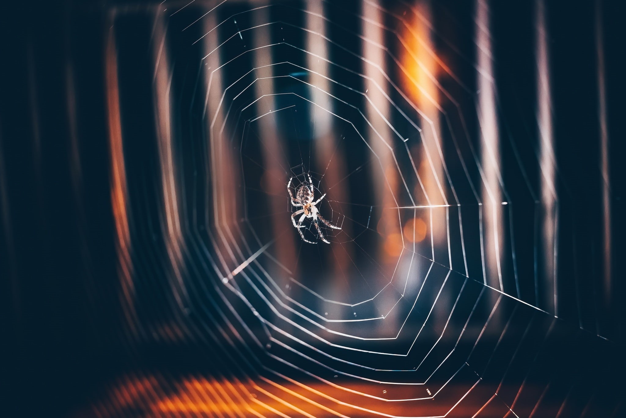 invertebrate, close-up, one animal, nature, fragility, 1080P, arthropod, spiderwebs, spider web, vulnerability, complexity, insect, focus on foreground, HD Wallpaper