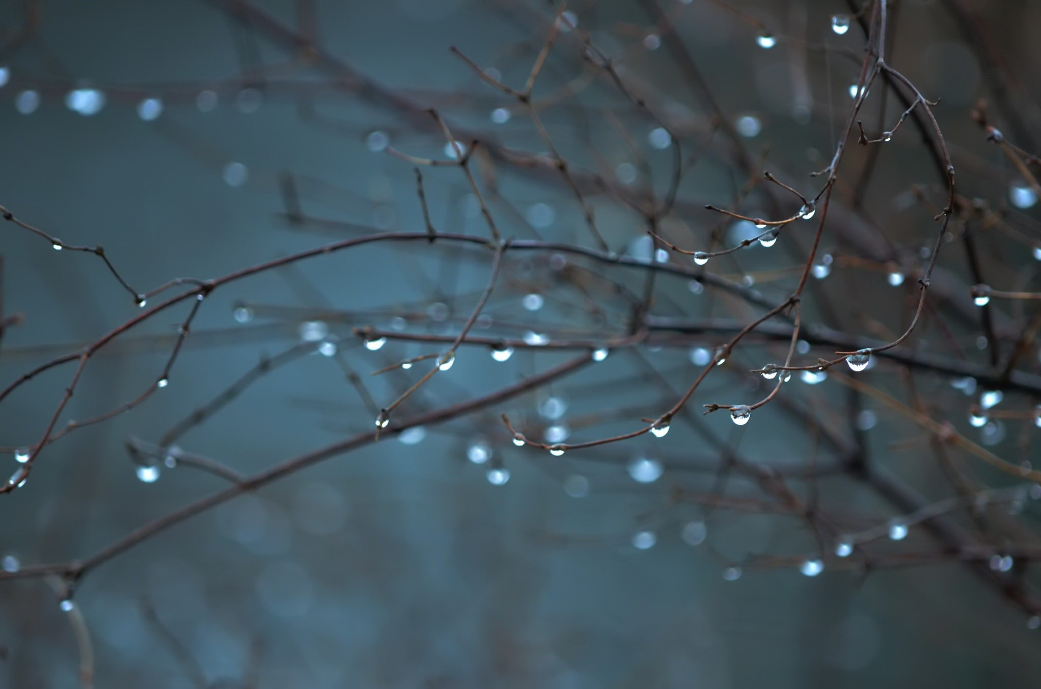 beauty in nature, no people, day, complexity, raindrop, rainy season, dew, plant, water, rain, nature, spider web, 1080P, drop, fragility, vulnerability, HD Wallpaper