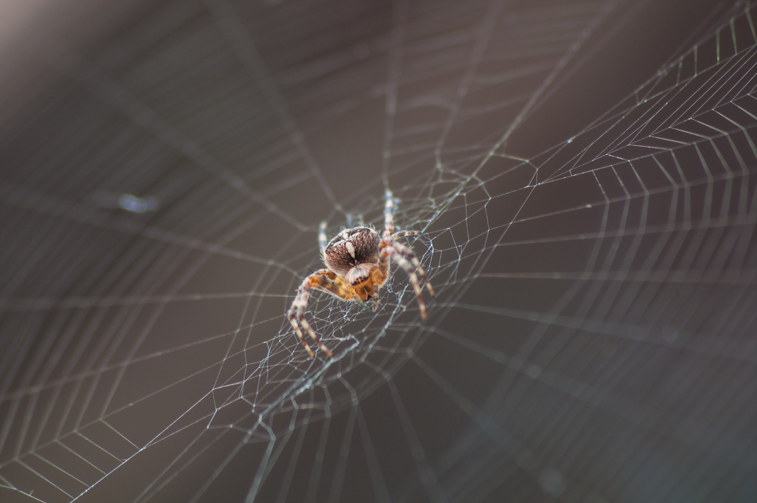 insect, one animal, arthropod, close-up, 2K, complexity, spider, animals in the wild, natural pattern, focus on foreground, animal themes, web, animal leg, HD Wallpaper