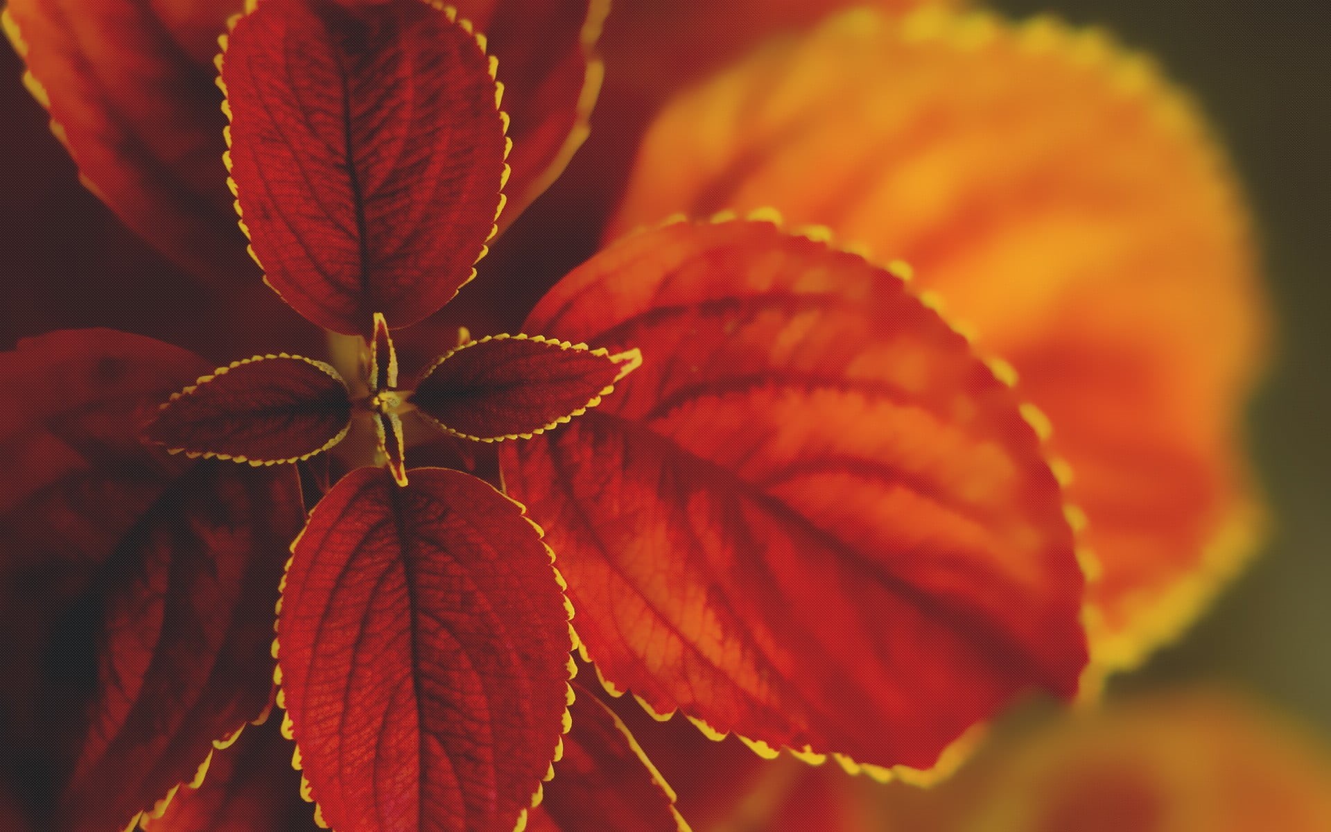 day, yellow, natural pattern, growth, backgrounds, forest, fragility, flower head, plant part, vibrant Color, petal, plants, leaves, bright, orange Color, HD Wallpaper